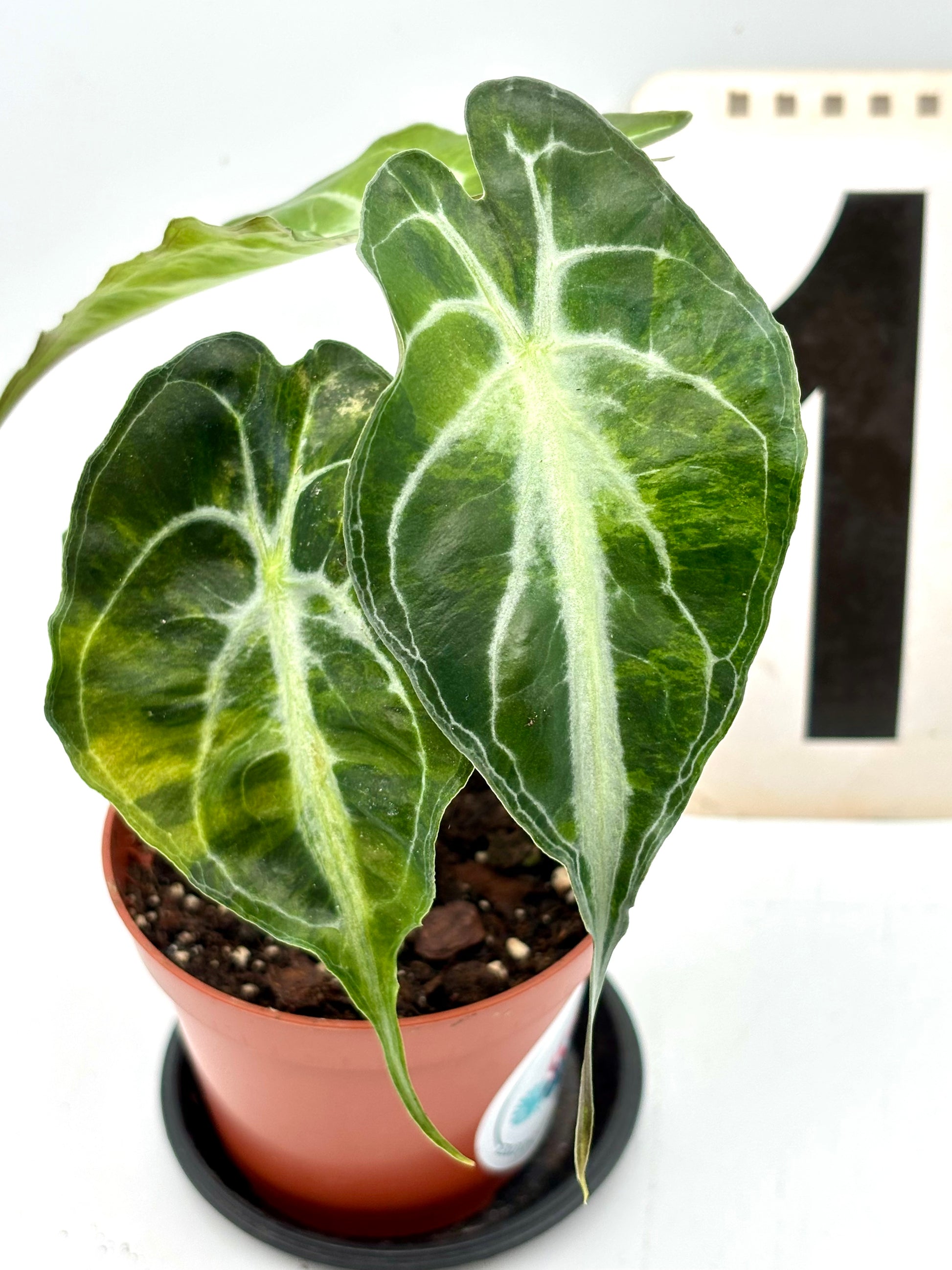 Alocasia Venom Variegata Pflanze mit grünen und weißen variierten Blättern, von Exotic-Flowers, im Top.