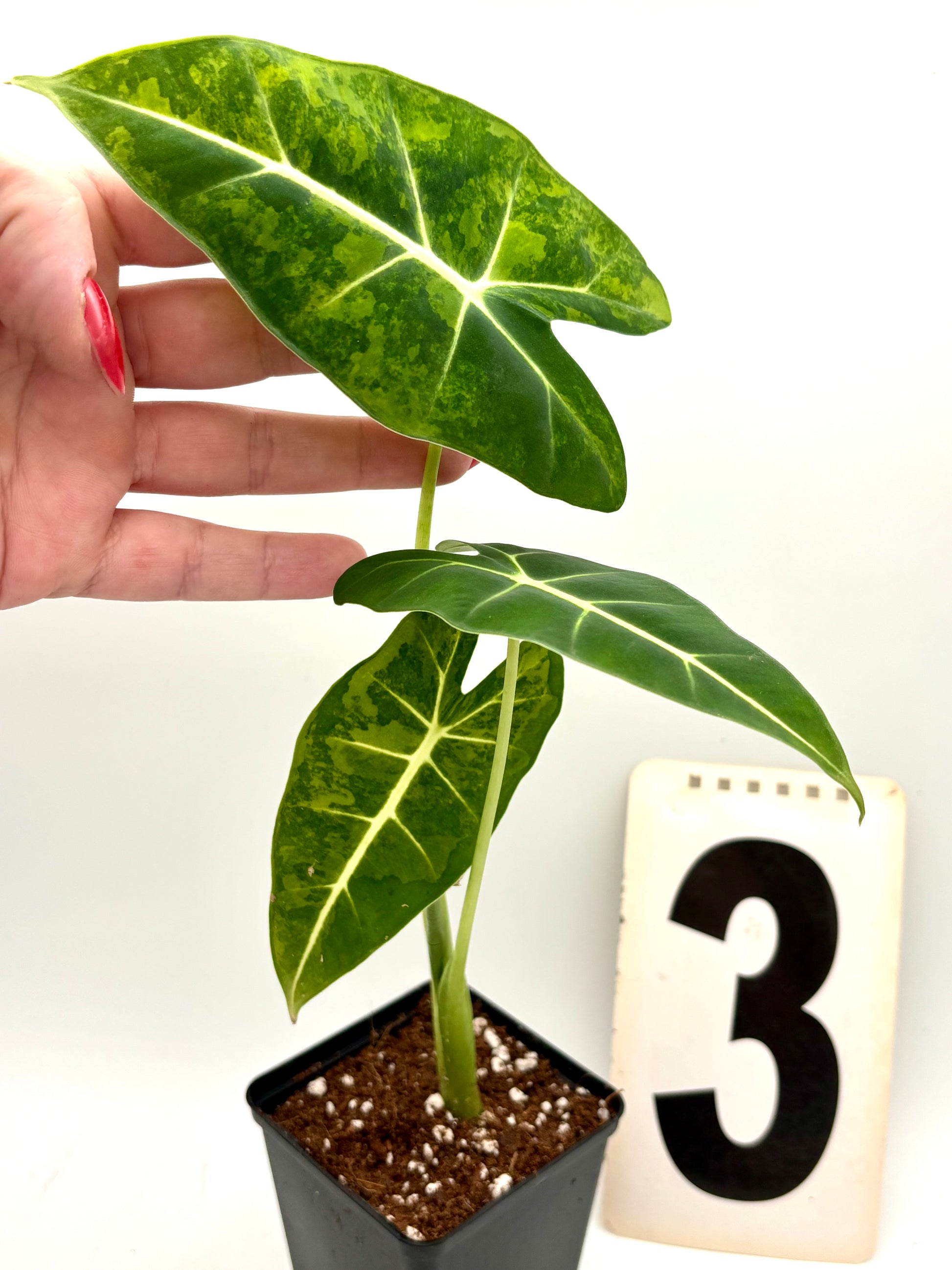 Alocasia Frydek Aurea