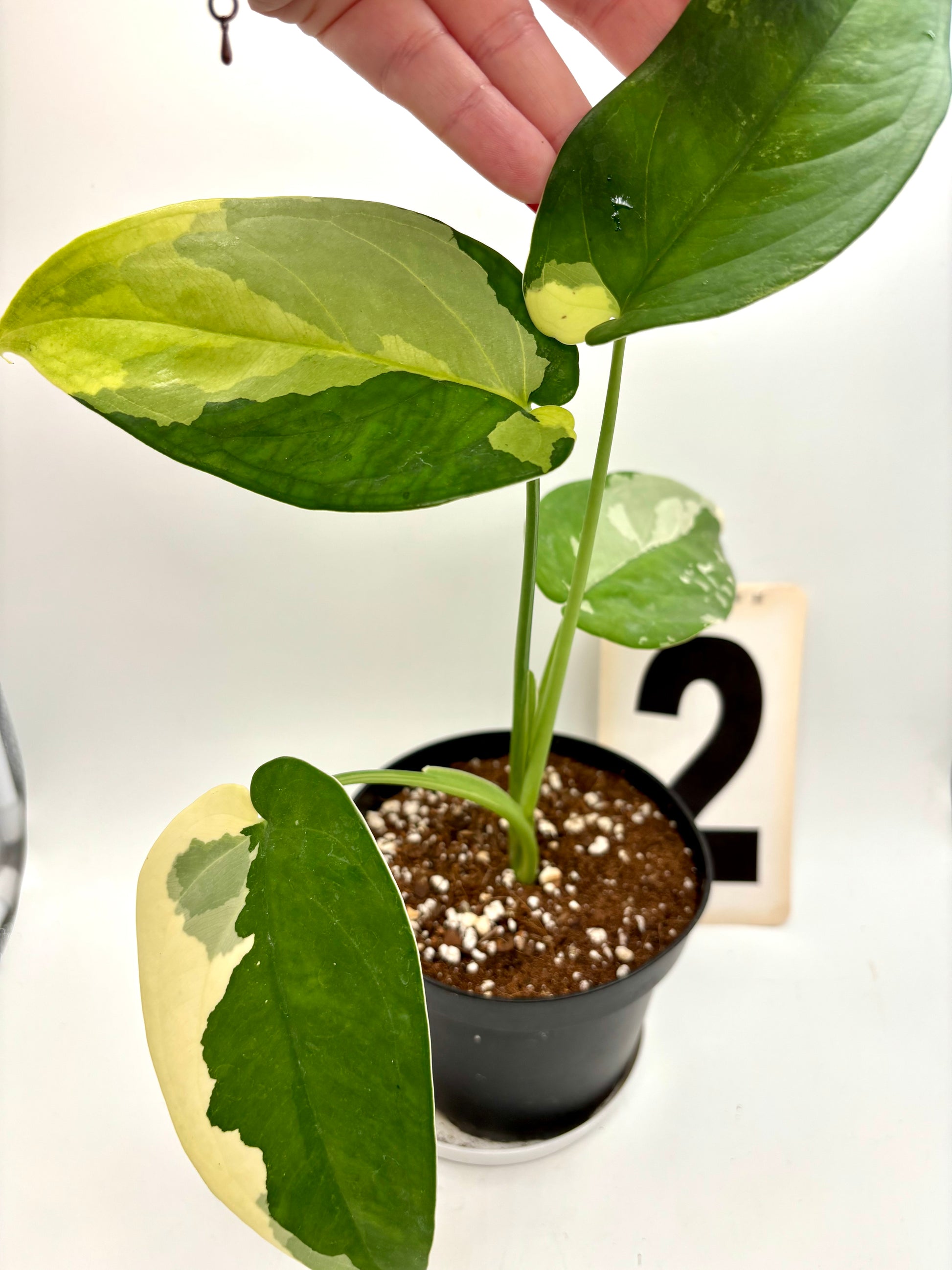 Syngonium Chiapense Variegata