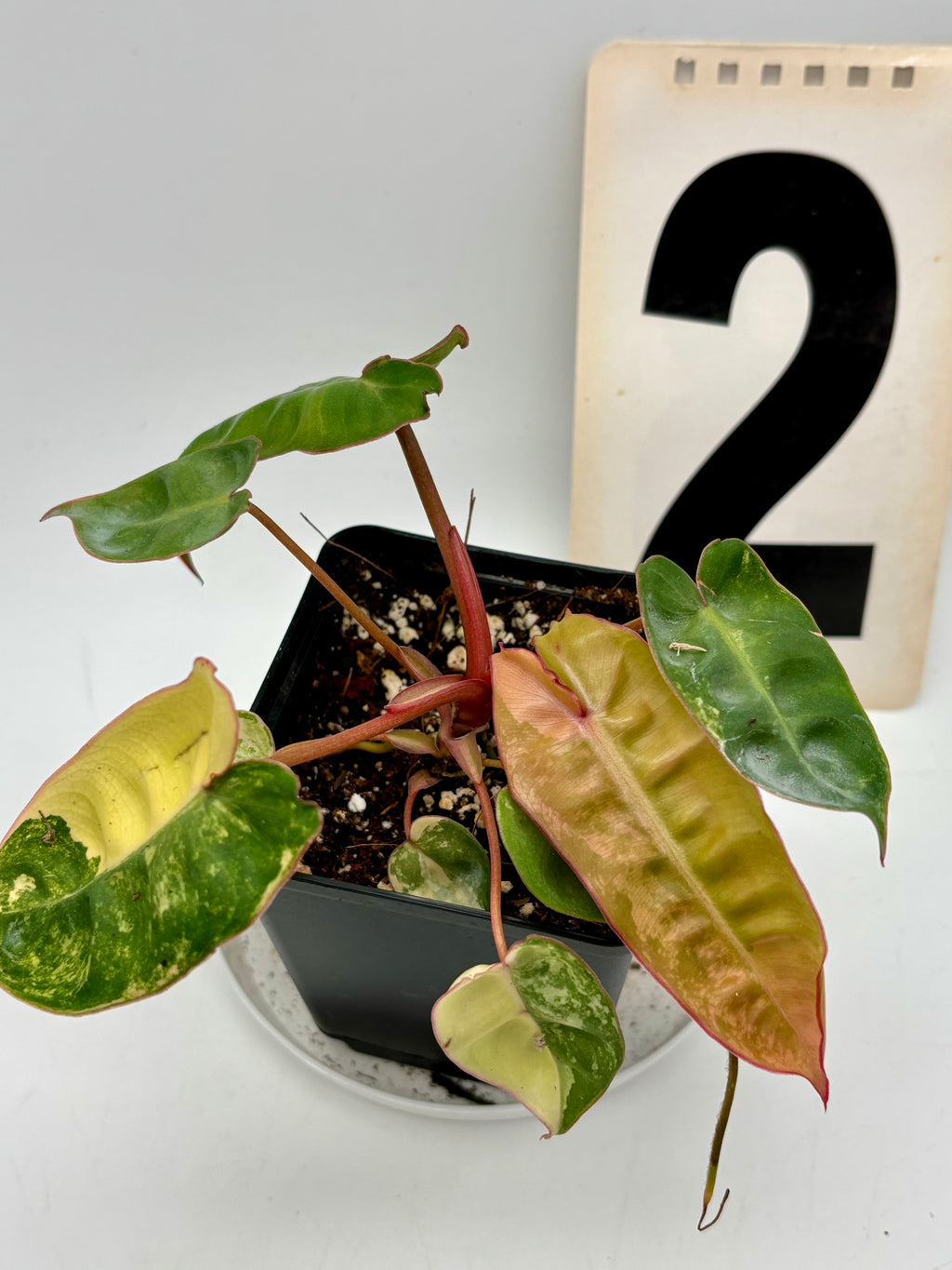 Philodendron Billietiae Variegata