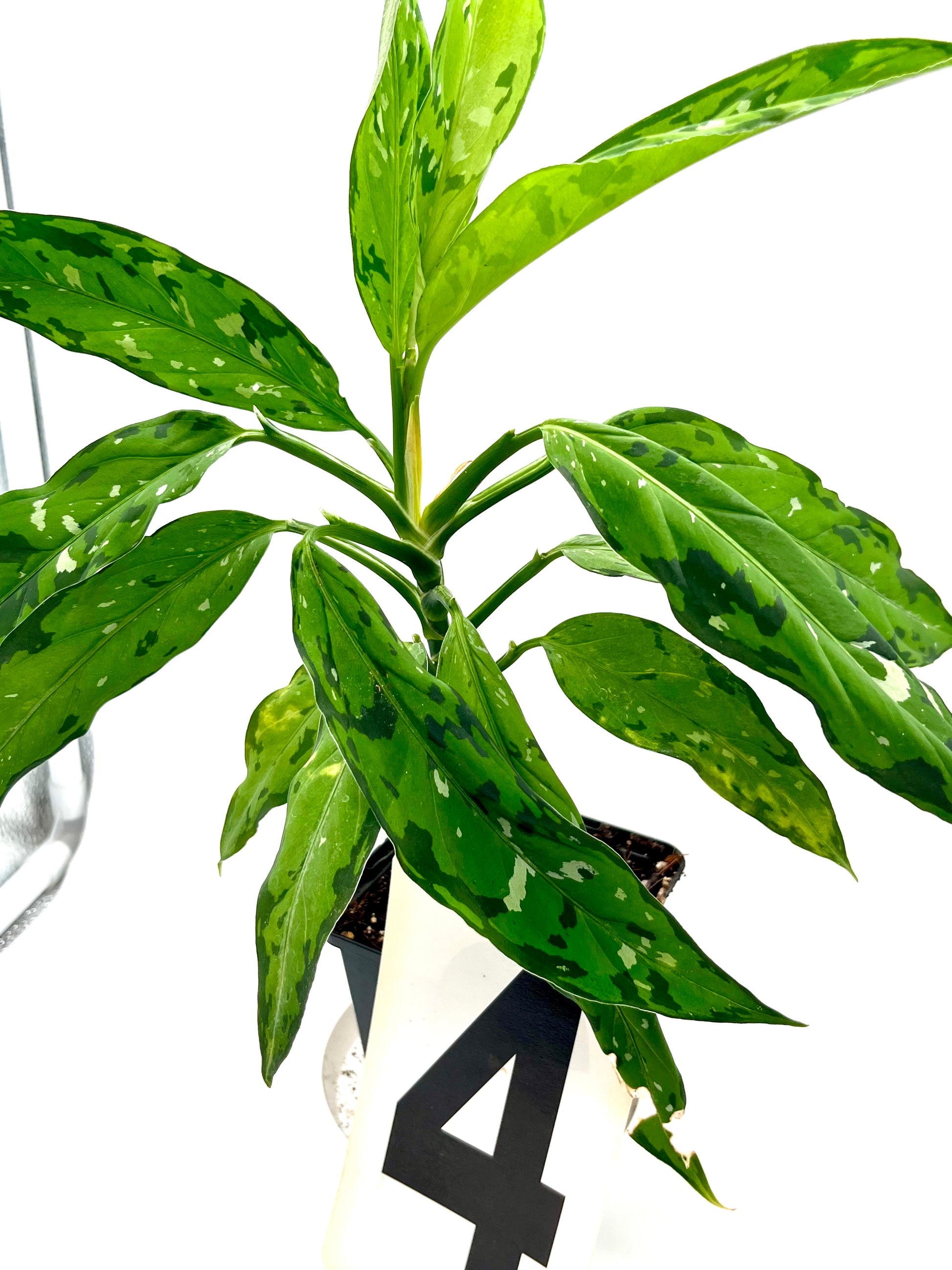 Aglaonema Pictum Tricolor - Star Spot