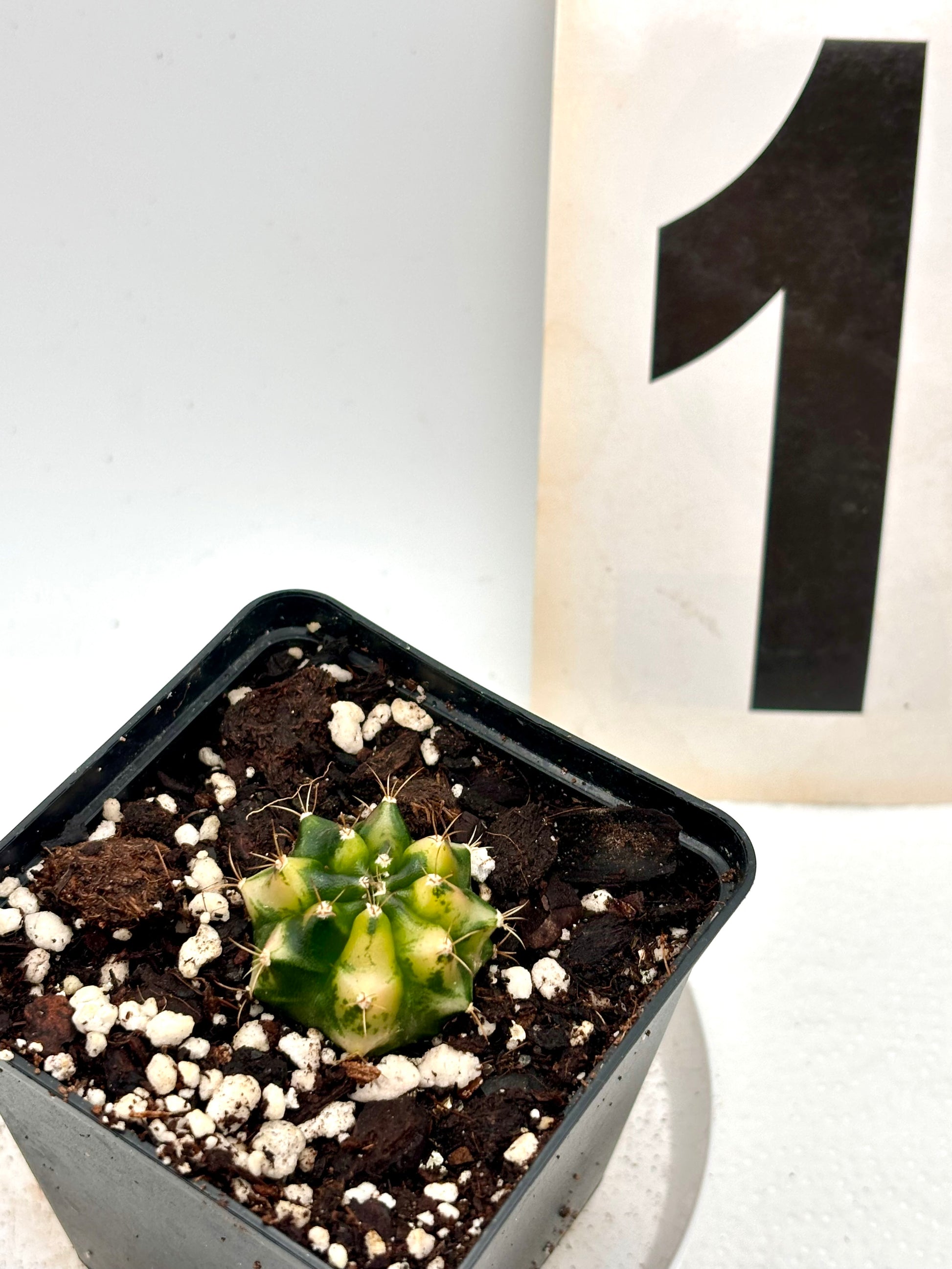 Variegierter Gymnocalycium Mihanovichii Kaktus von Exotic-Flowers, grüne und weiße gestreifte Sukkulente, Nahaufnahme