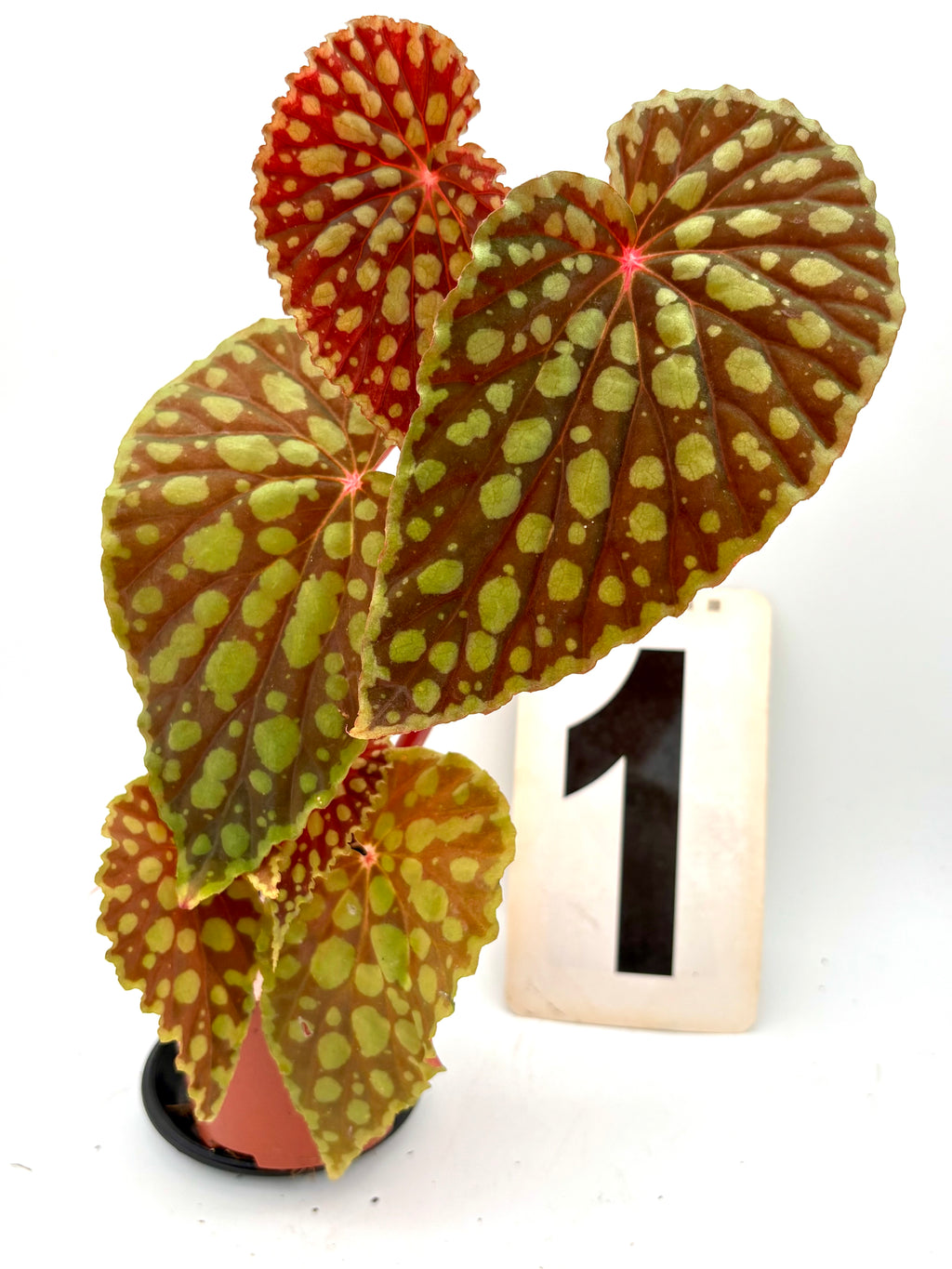 Begonia Chlorosticta Pflanze mit grün-weißen Blättern, exotische Blumenpflanze von Exotic-Flowers, Nahaufnahme der Blätter