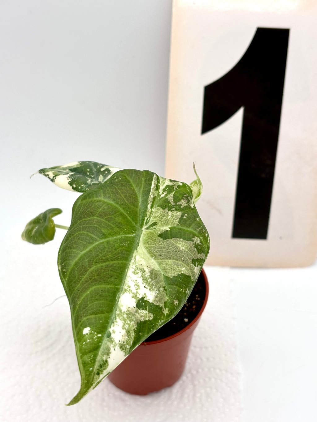 Alocasia Maharani Variegata