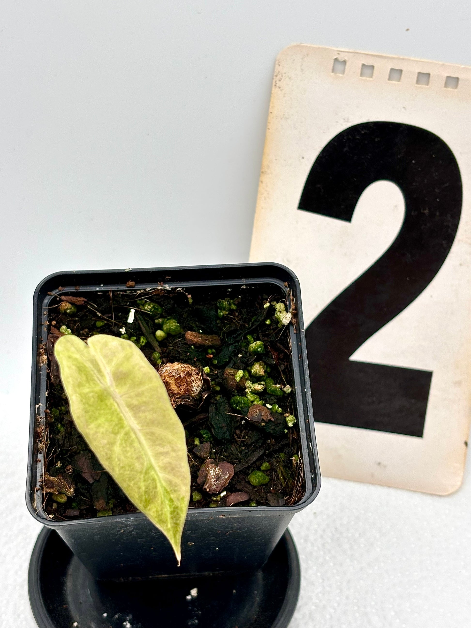 Alocasia Polly Aurea Variegata Pflanze von Exotic-Flowers mit grünen und gelben gemusterten Blättern, Nahaufnahme.