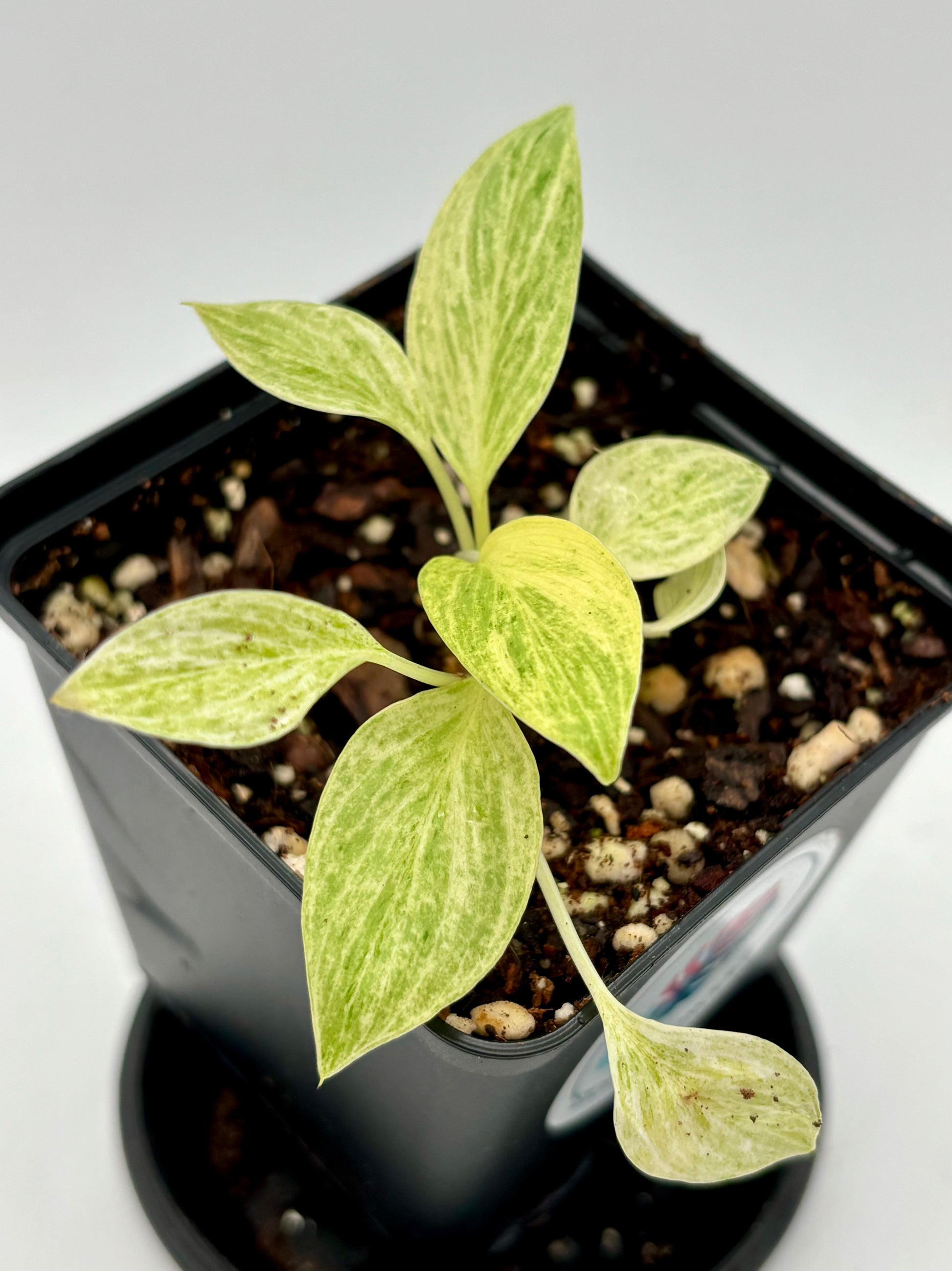 Homalomena Sulcata Frost Jungpflanze von Exotic-Flowers, junge grüne Pflanze mit herzförmigen Blättern, Indoor-Pflanze.