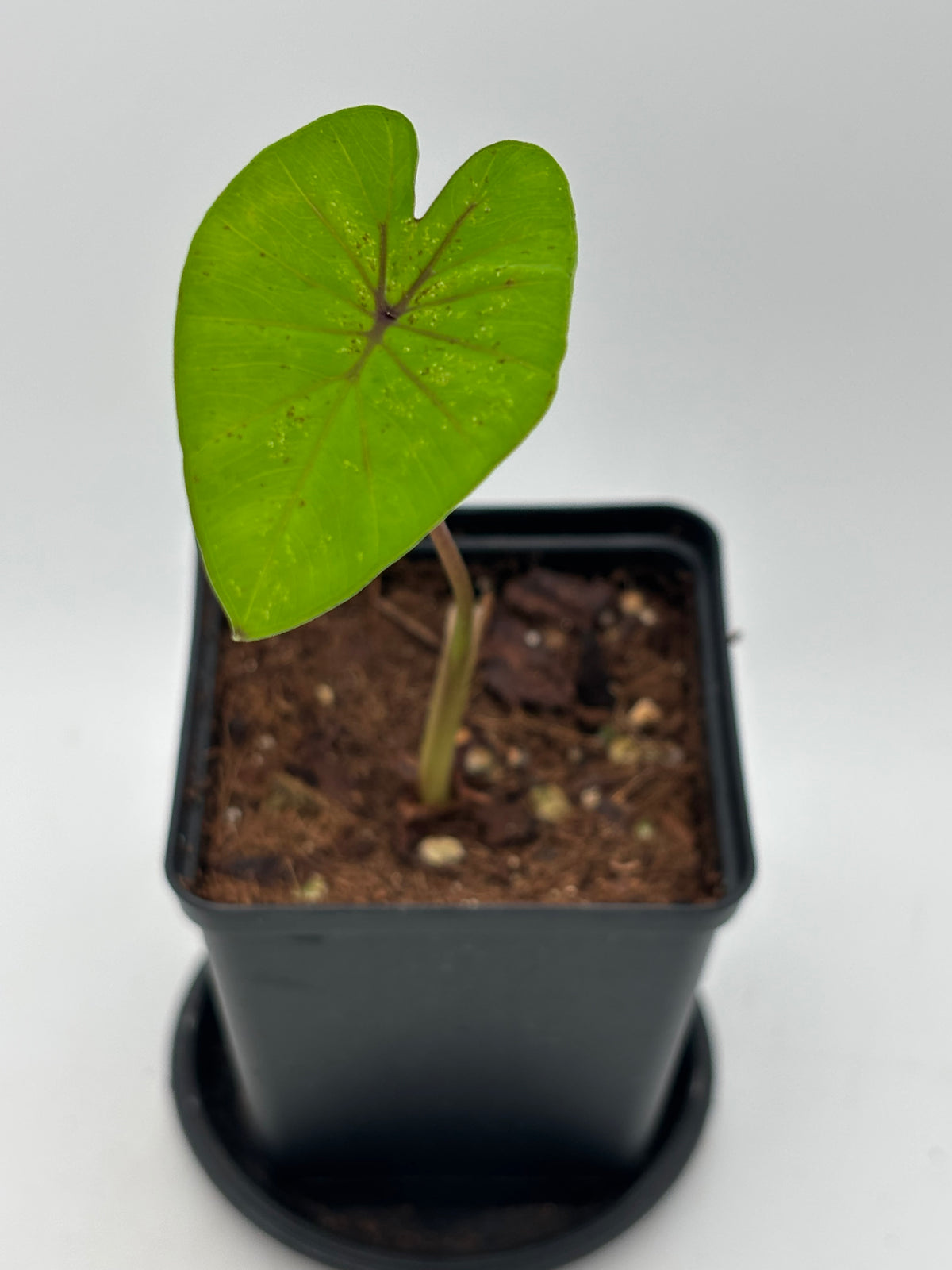 Große, grüne Colocasia Queen Of Phoenix Pflanze mit kräftigen Blättern, von Exotic-Flowers, im Garten oder Innenbereich used.