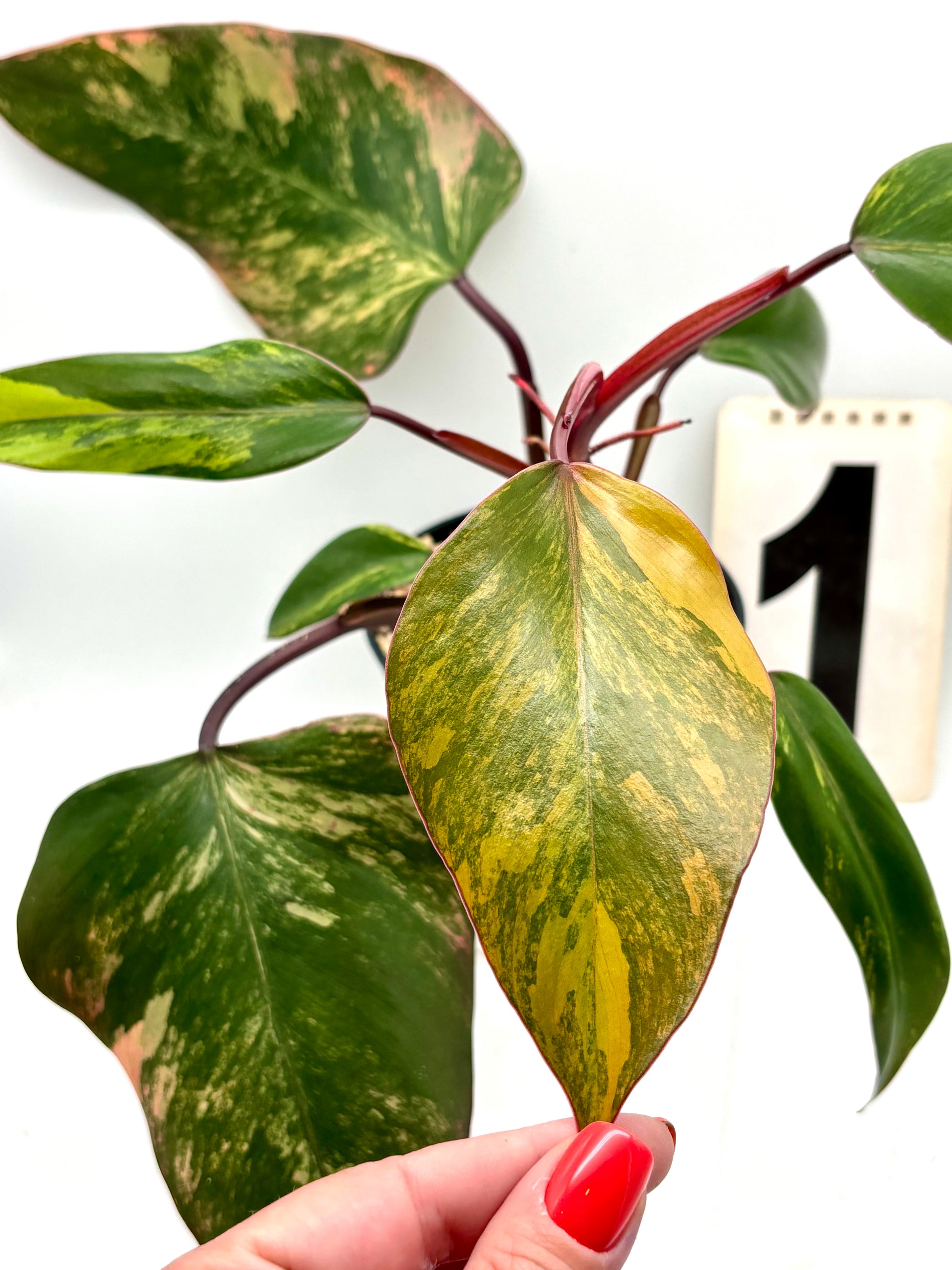Philodendron Strawberry Shake - Exotic-Flowers