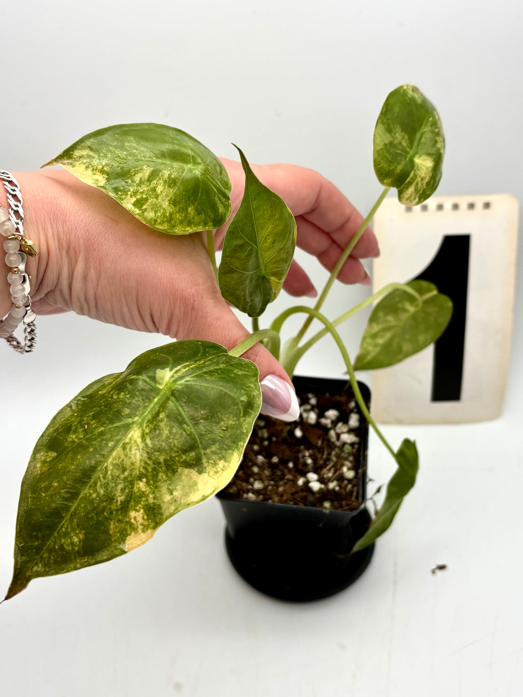 Alocasia Wentii (Sunset) Variegata