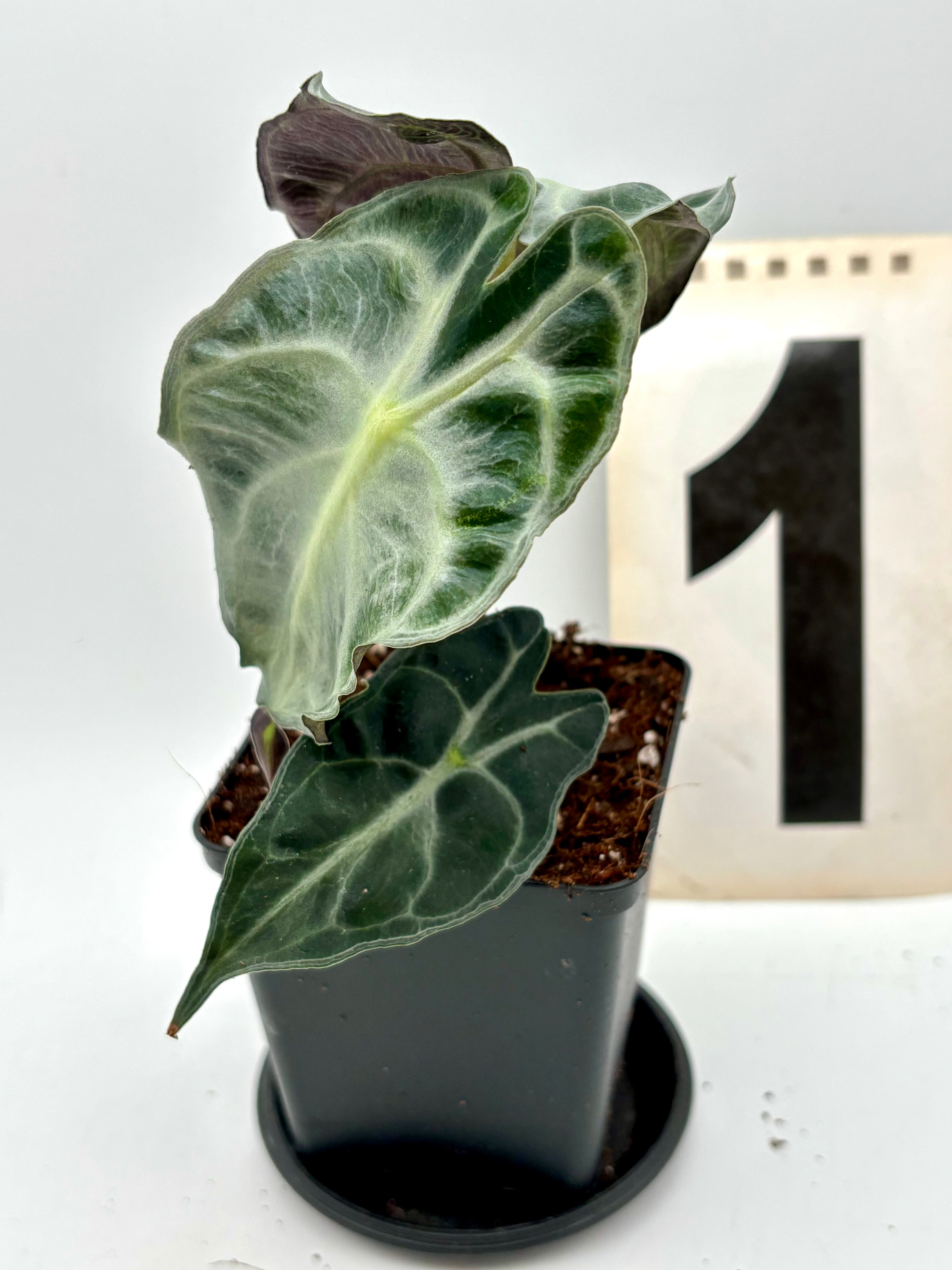 モンステラ・ポトス Alocasia Venom Alocasia Venom: Care Guide, Origins & Where to Buy UK – The