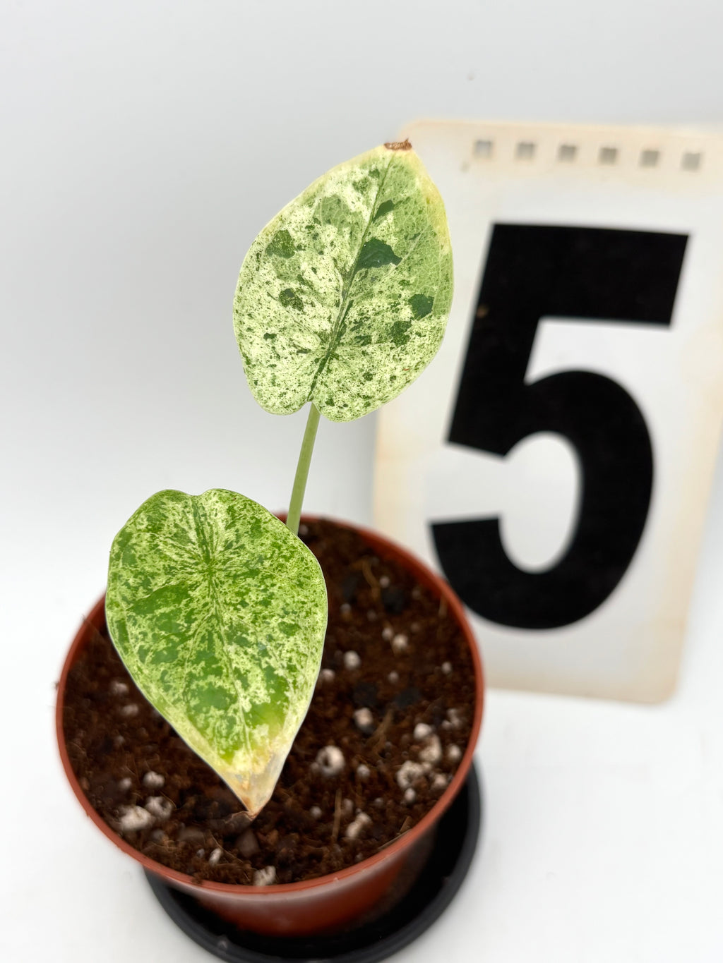 Alocasia Dragon Scale Mint