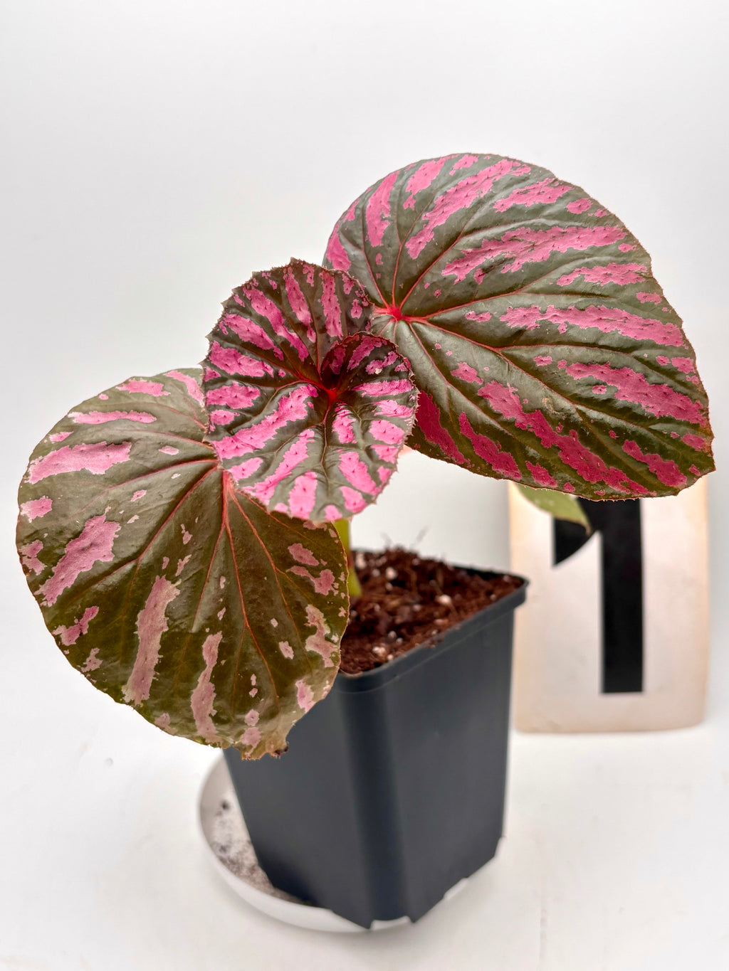 Begonia Brevirimosa