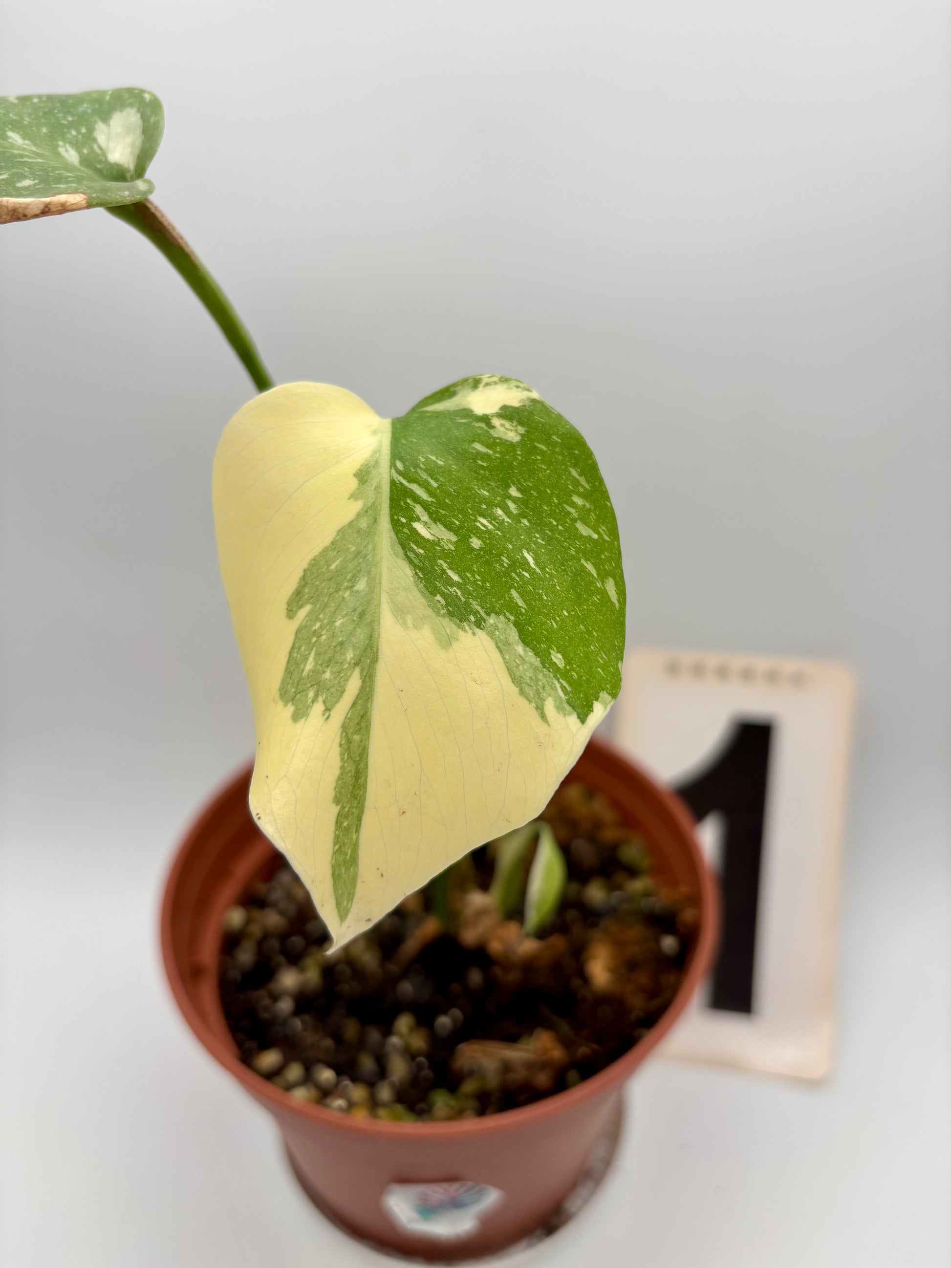 Monstera Thai Constellation