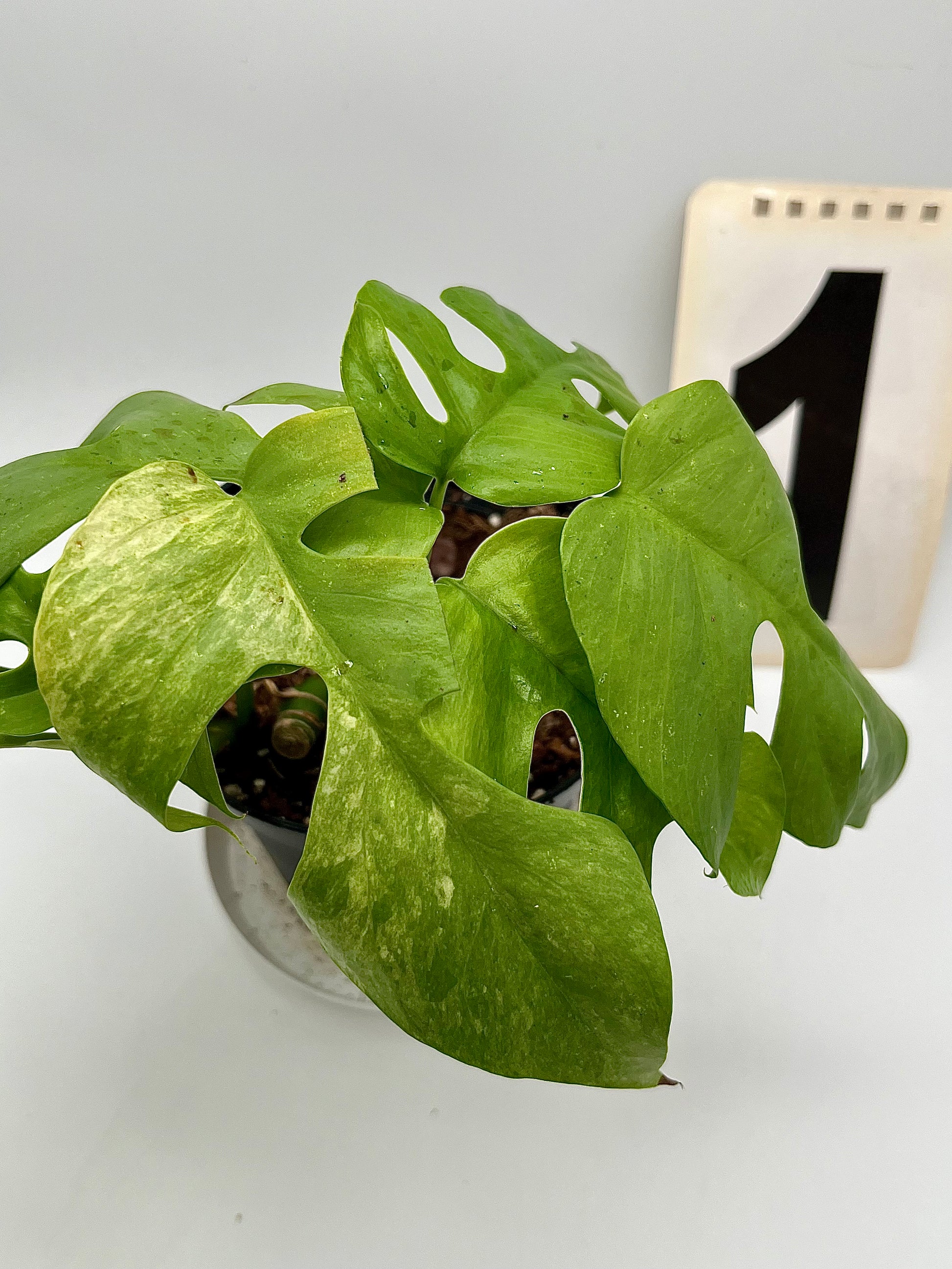 Rhaphidophora Tetrasperma Variegata Mint / Monstera Minima