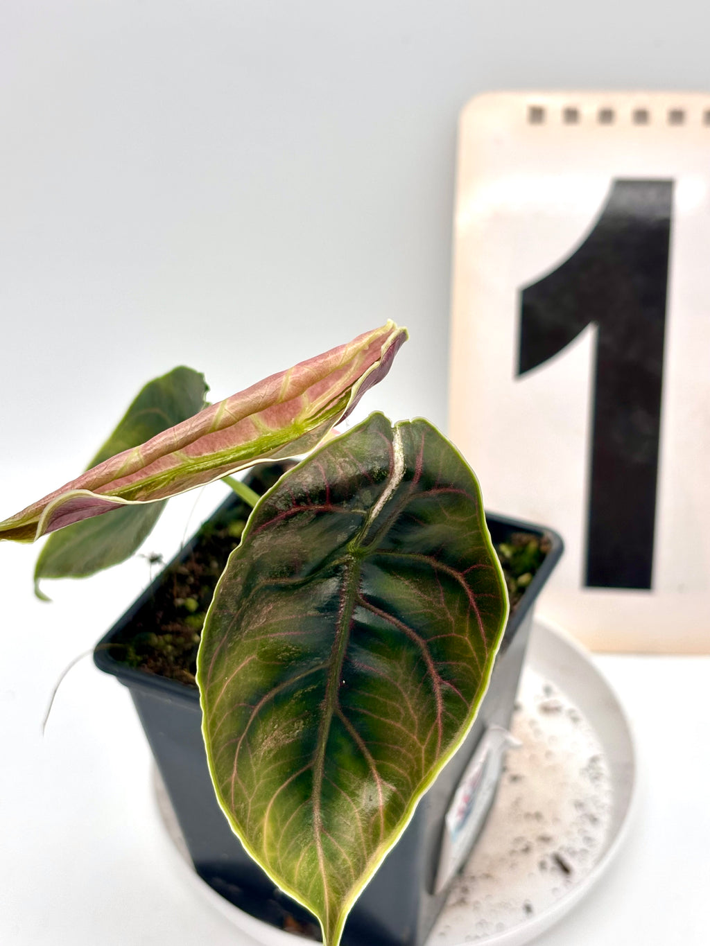 Alocasia Azlanii Variegata