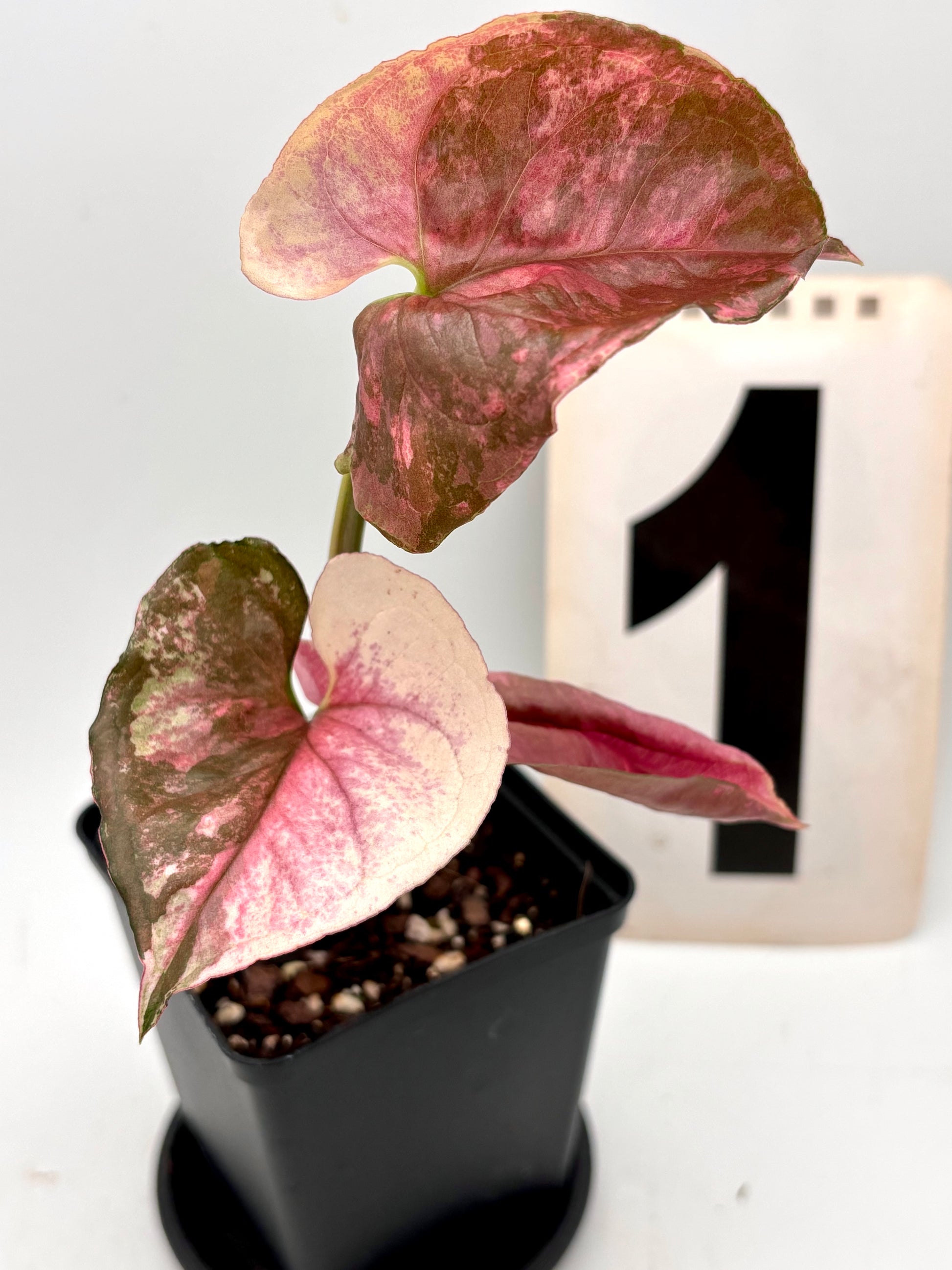 Syngonium Strawberry Ice Galaxy Pflanze mit grünen und rosafarbenen Blättern, exotische Zimmerpflanze von Exotic-Flowers