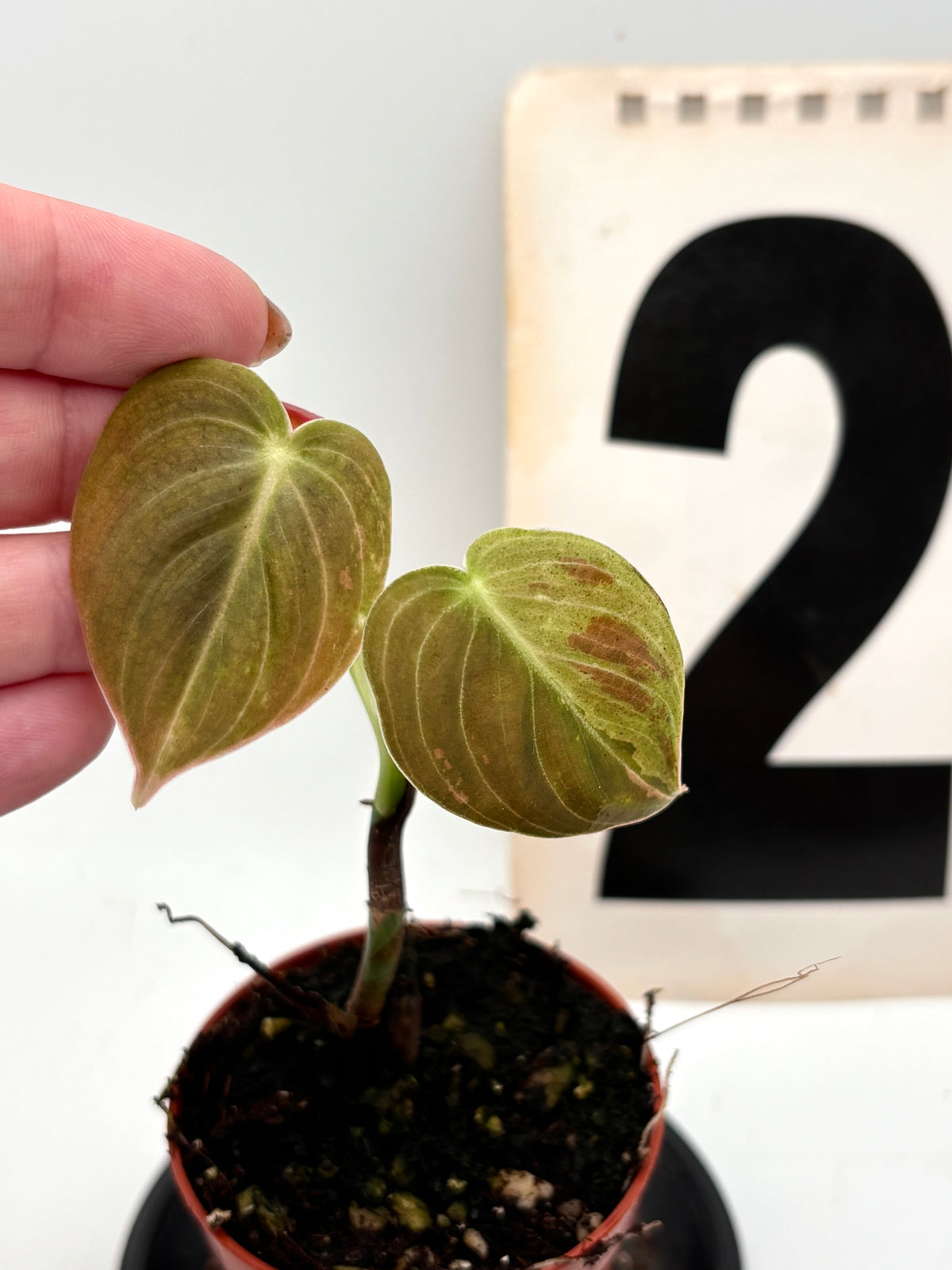 Philodendron Melanochrysum Variegata