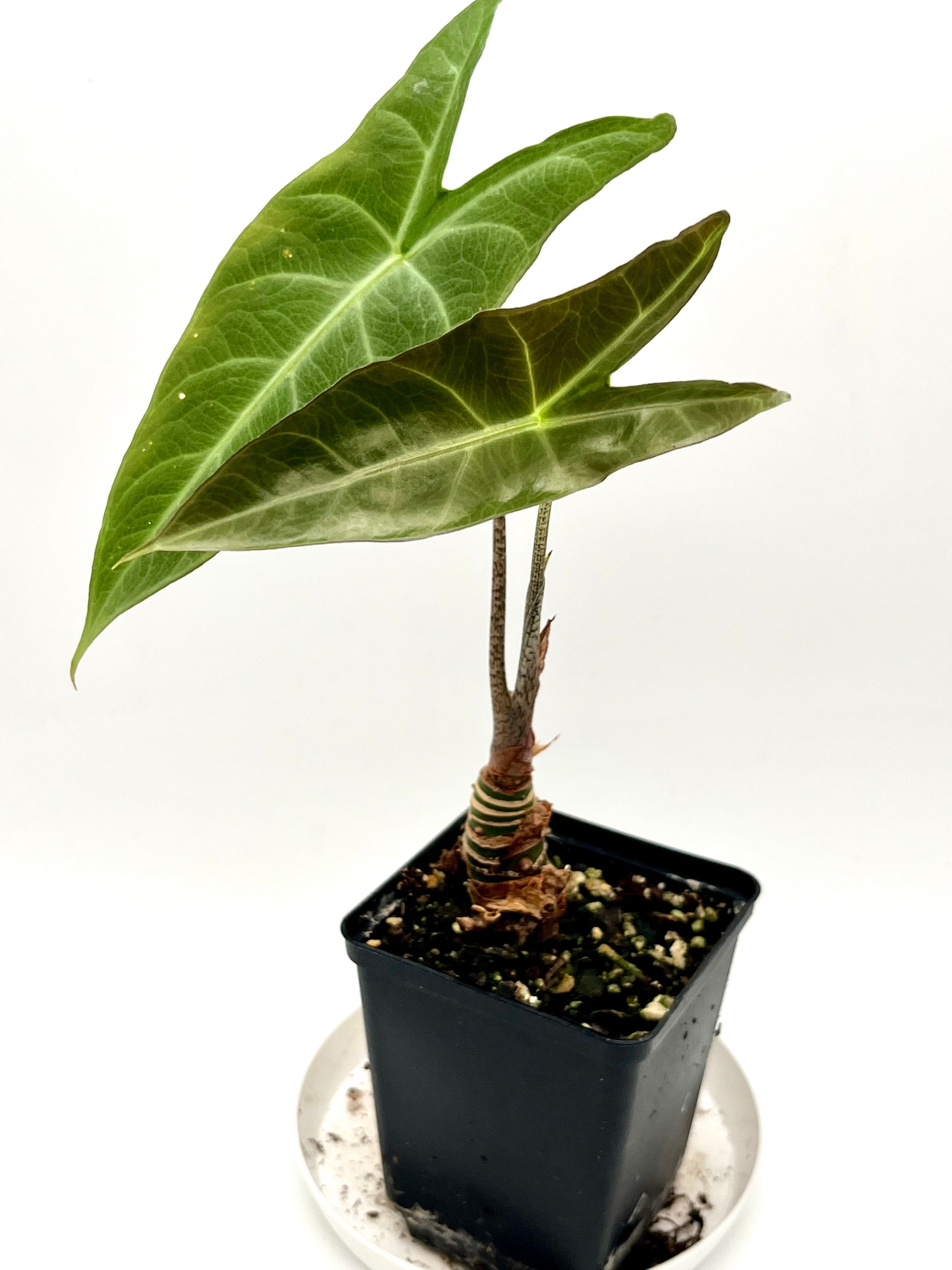 Alocasia Longiloba NOID