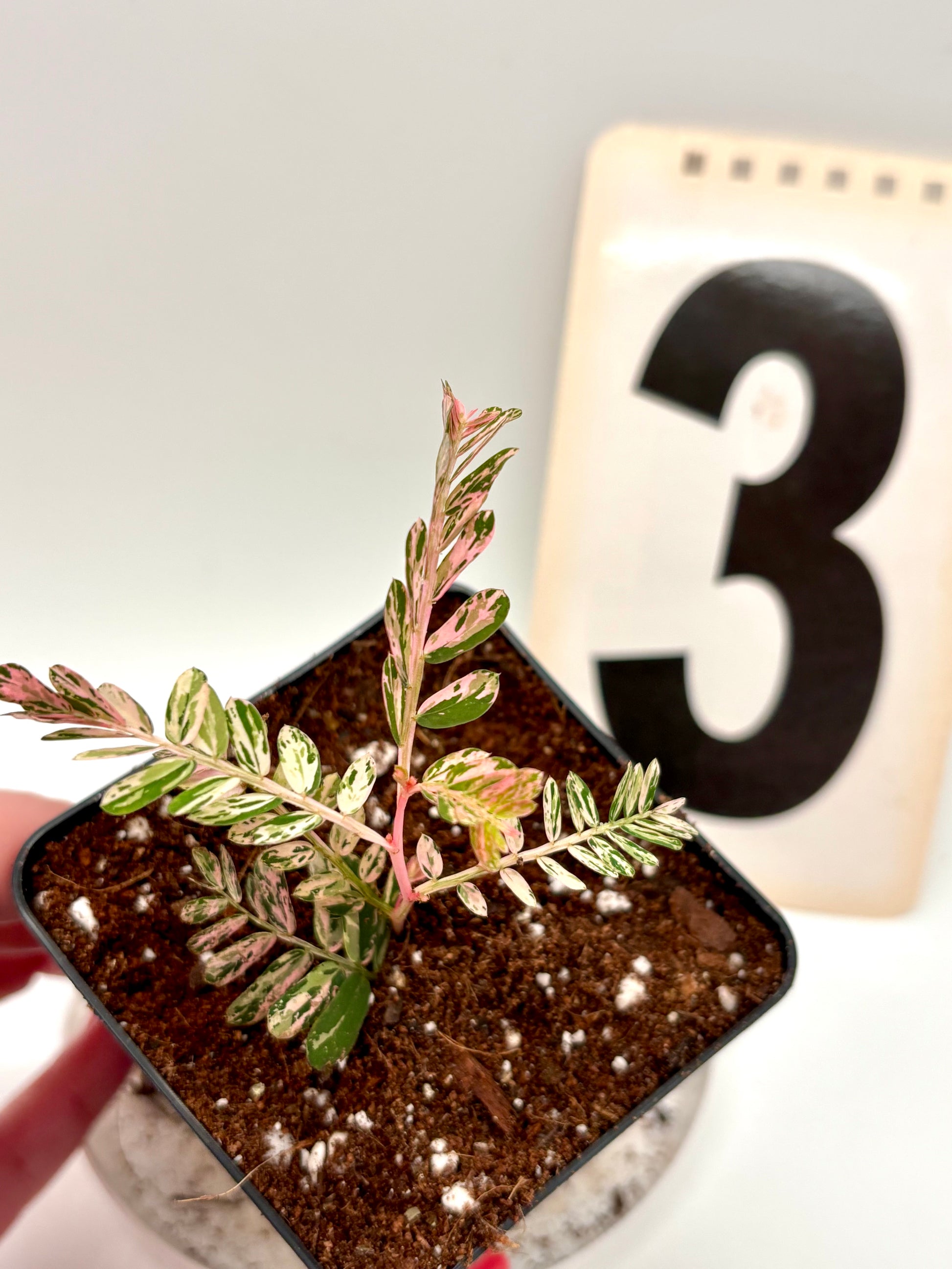 Phyllanthus Urinaria Pink Variegata