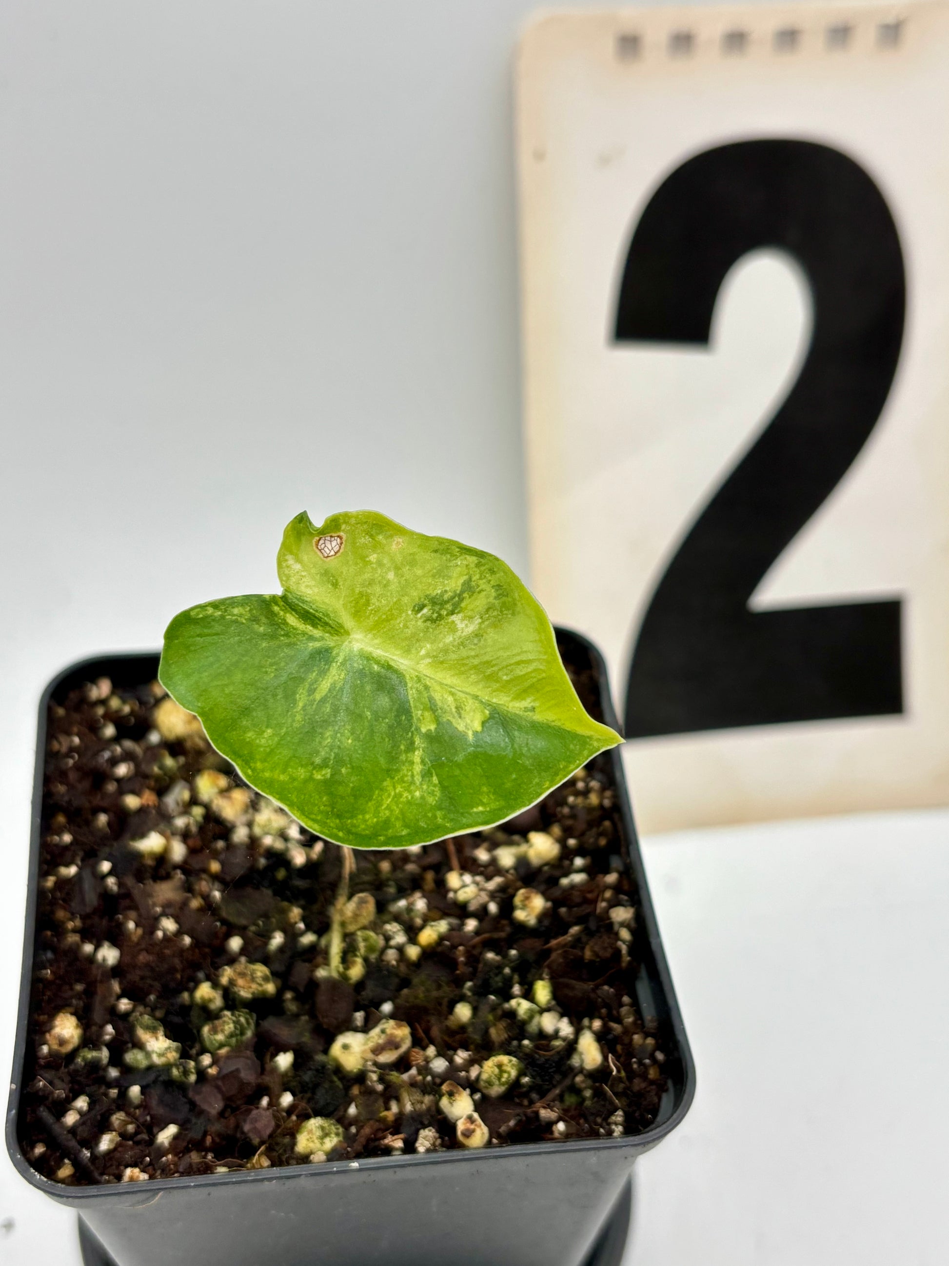 Alocasia London Eye Variegata, exotische Zimmerpflanze mit großen grün-weißen, variierten Blättern, auf natürlichem Hintergrund.
