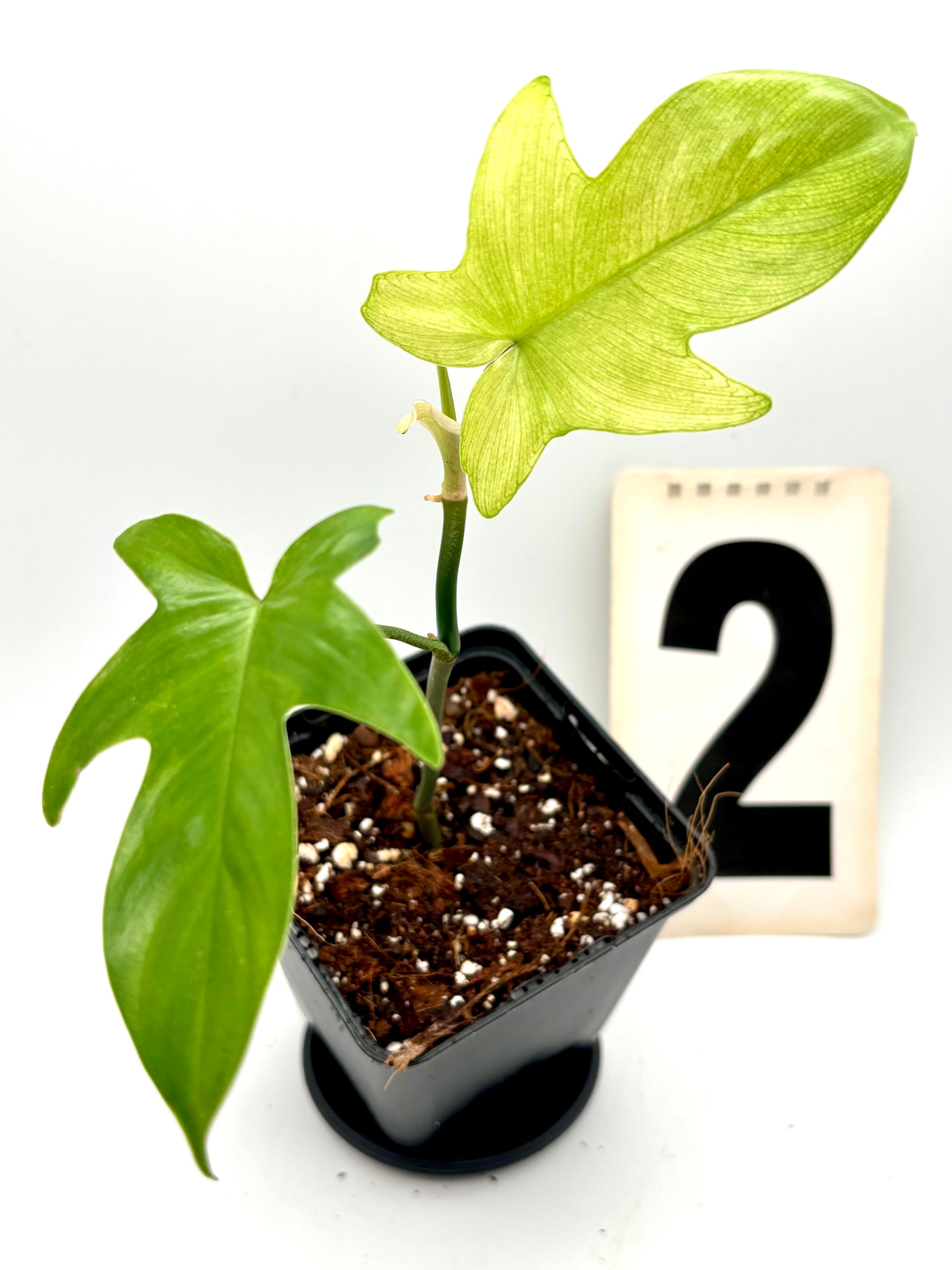 Philodendron Florida Ghost Pflanze von Exotic-Flowers, grüne Blätter mit hellen, fast weißen Blattspitzen, indoor geeignet.