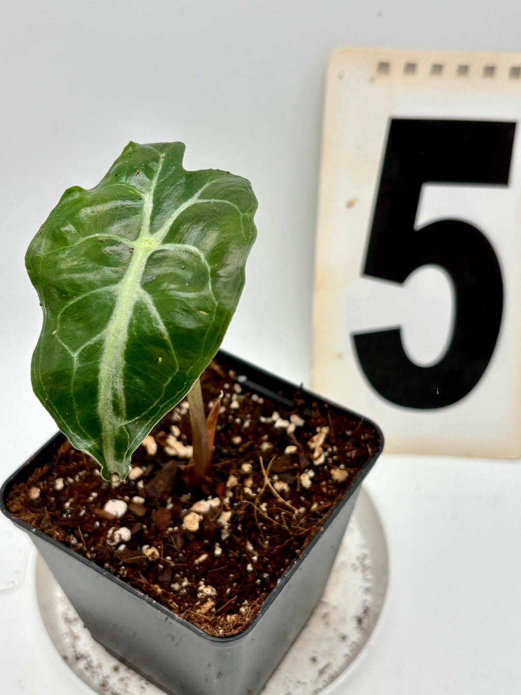 Alocasia Venom - Exotic-Flowers