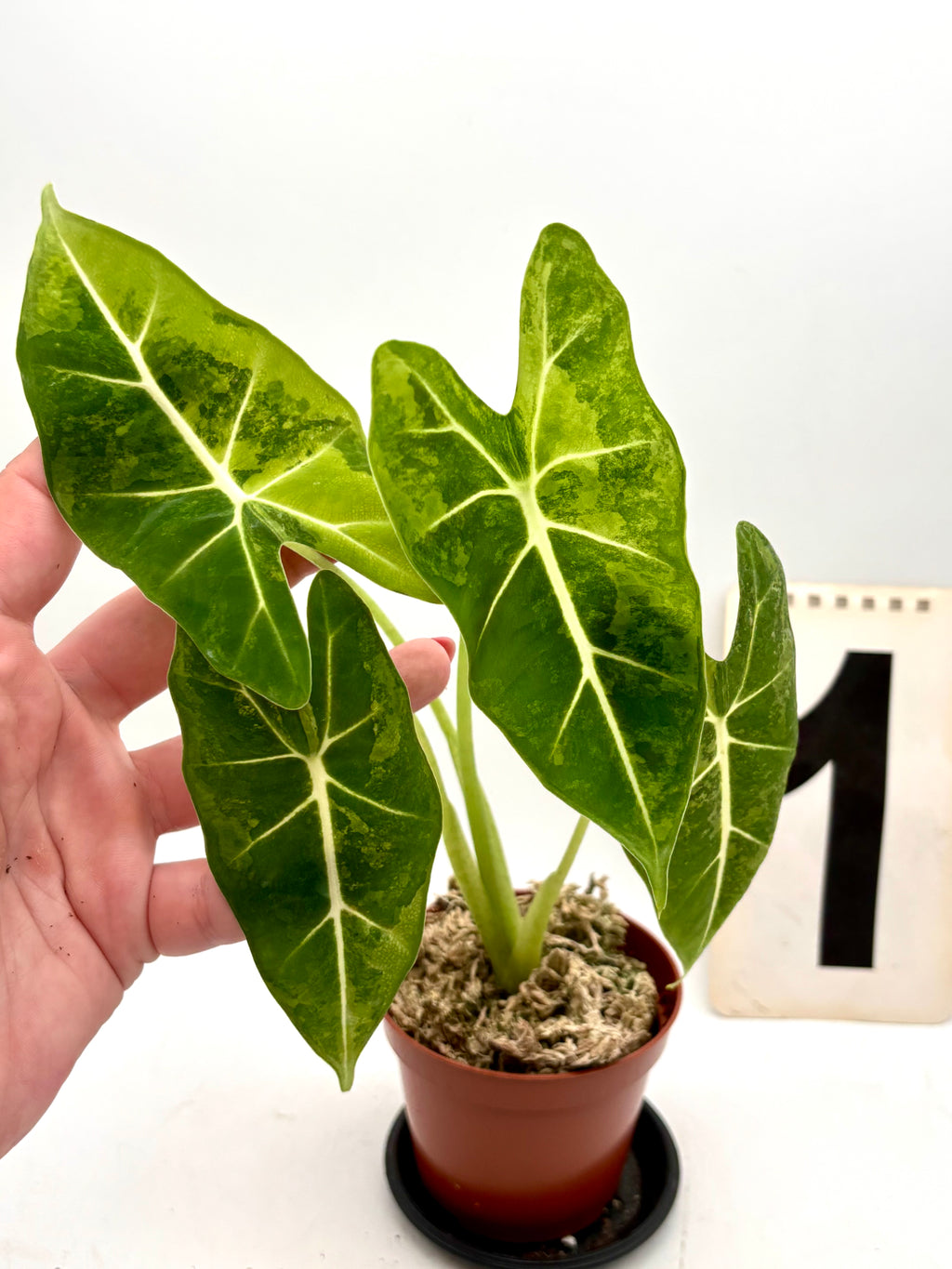 Alocasia Frydek Aurea