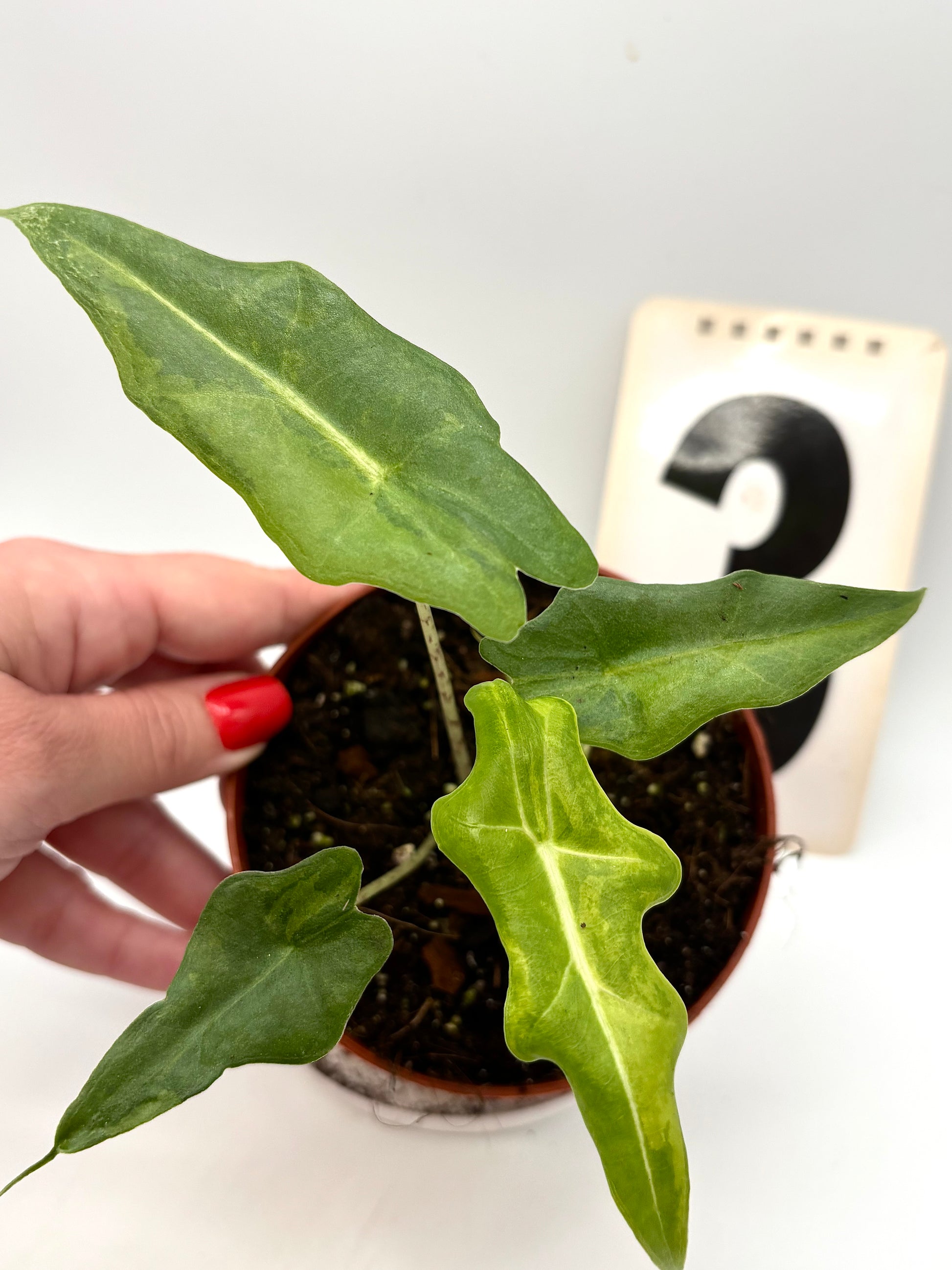 Alocasia Portei Variegata