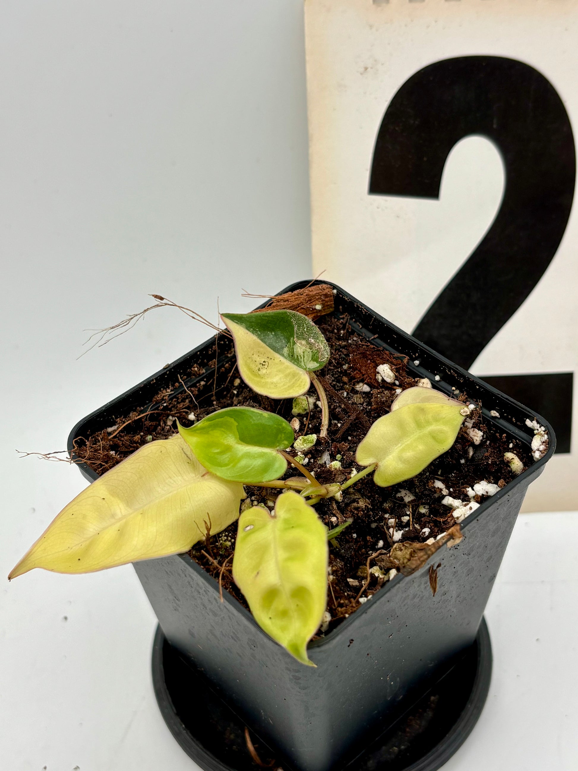 Philodendron Billietiae Variegata