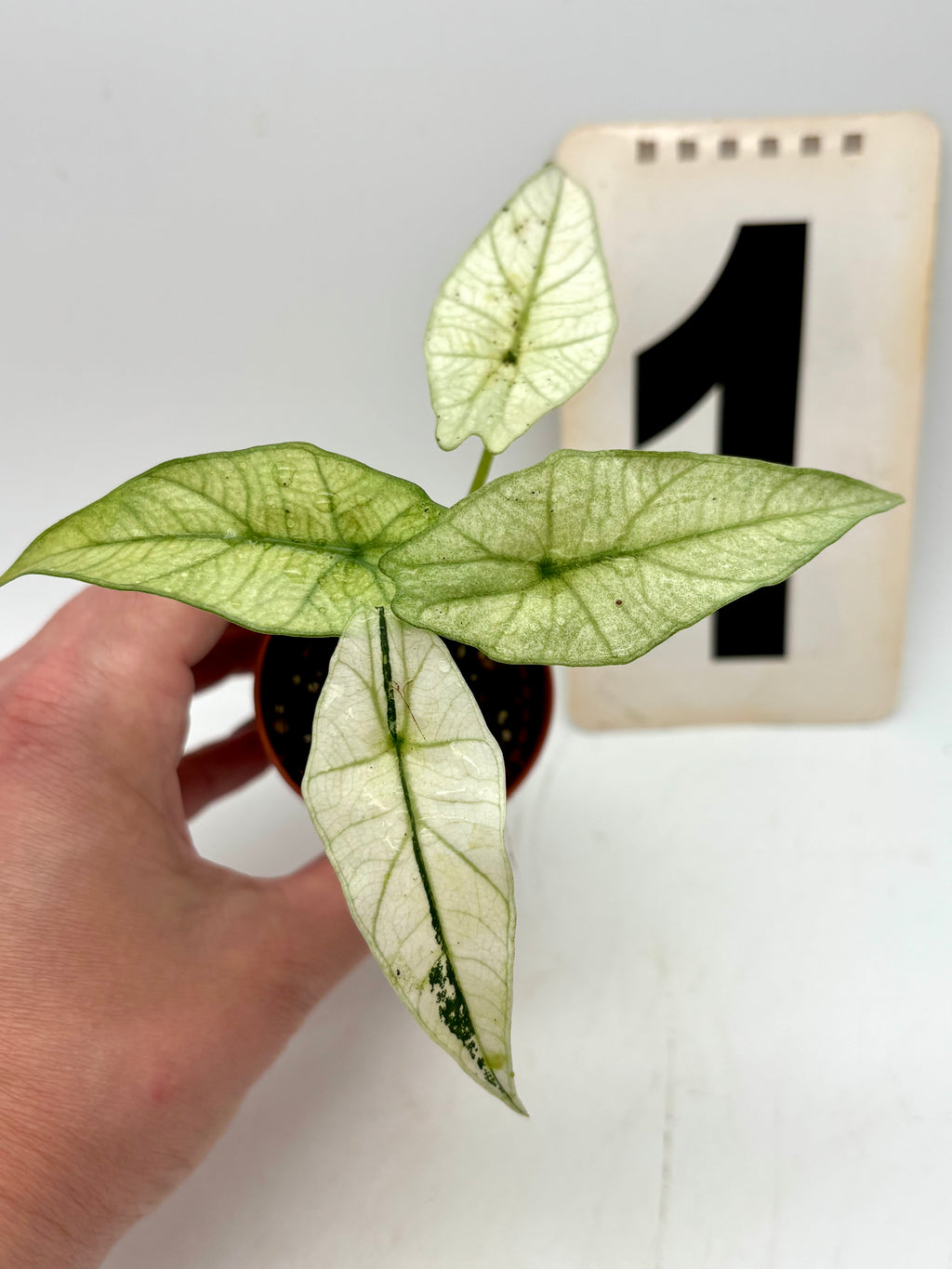 Alocasia Simpo Albo Variegata Pflanze mit grün-weißen, gestreiften Blättern, tropische Zimmerpflanze von Exotic-Flowers