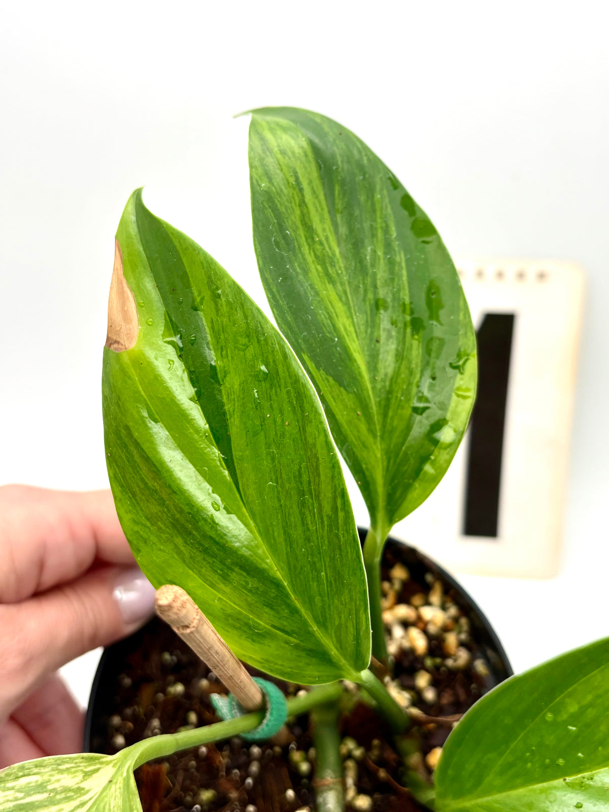Variegierter Philodendron Dragon Tail von Exotic-Flowers mit grünen und cremefarbenen Blättern, Pflanze in Topf auf natürlichem Hintergrund