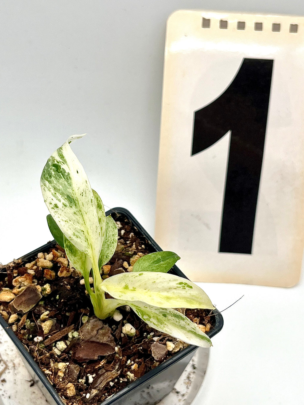 Epipremnum Giganteum Variegata