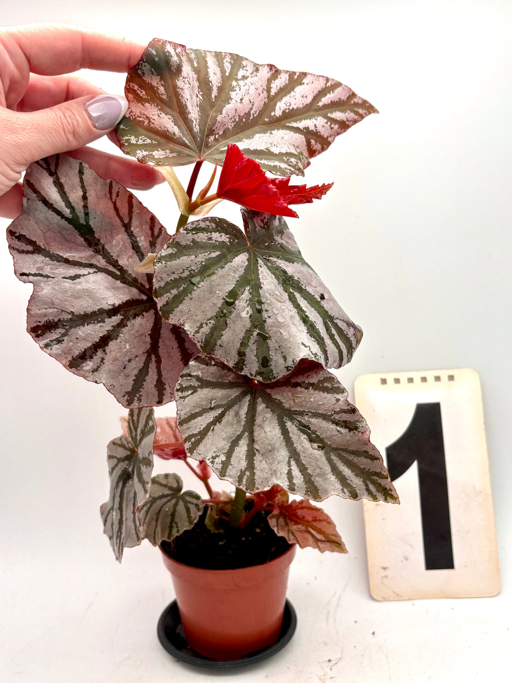 Begonia Looking Glass