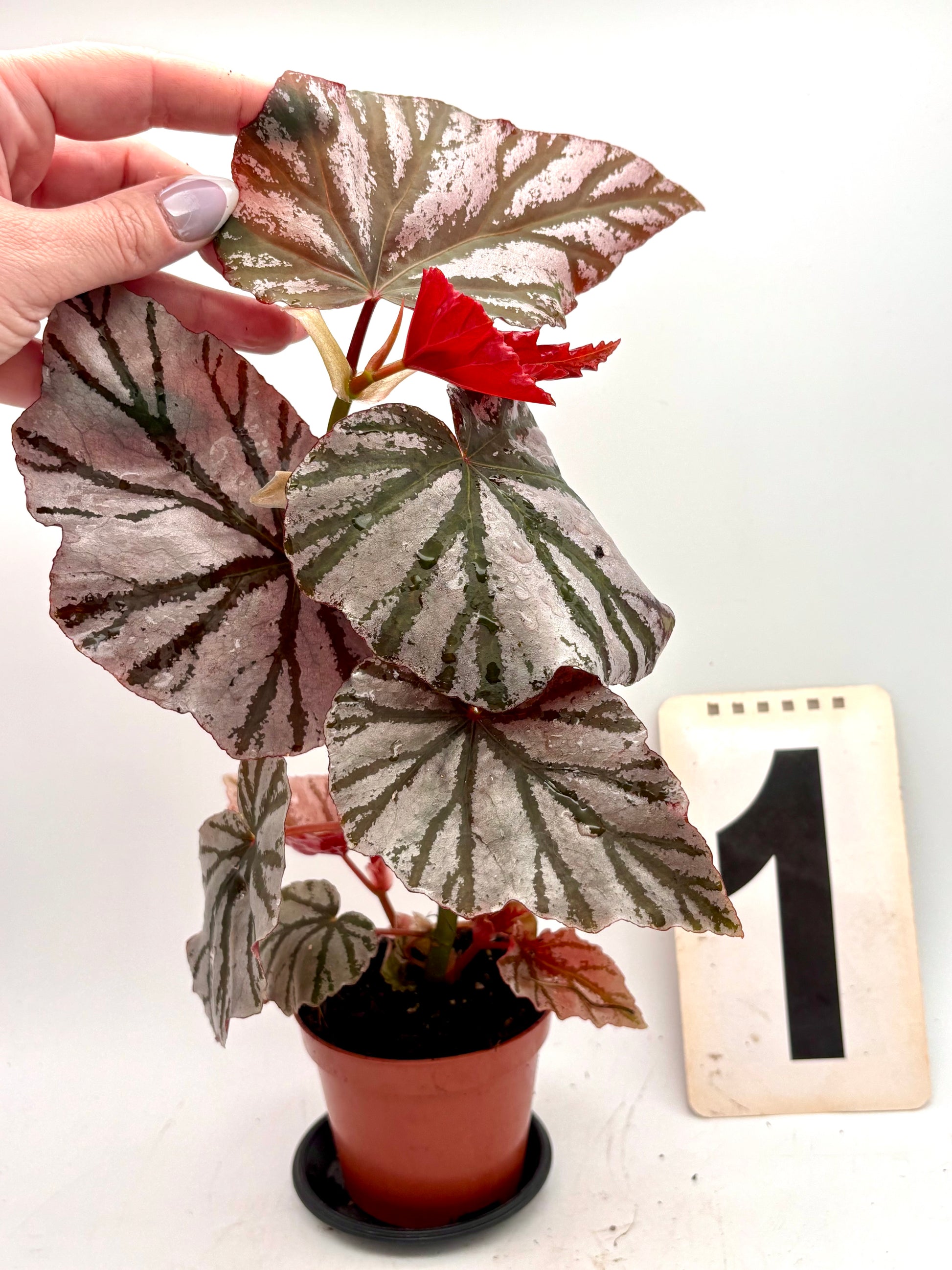 Begonia Looking Glass