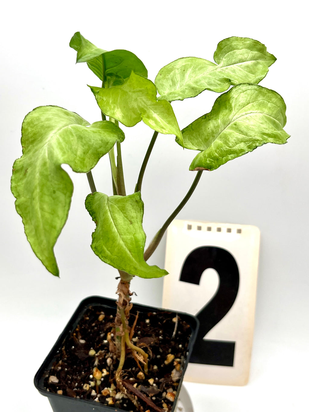 Syngonium Ngern Lai Ma (Nguengi Laima)