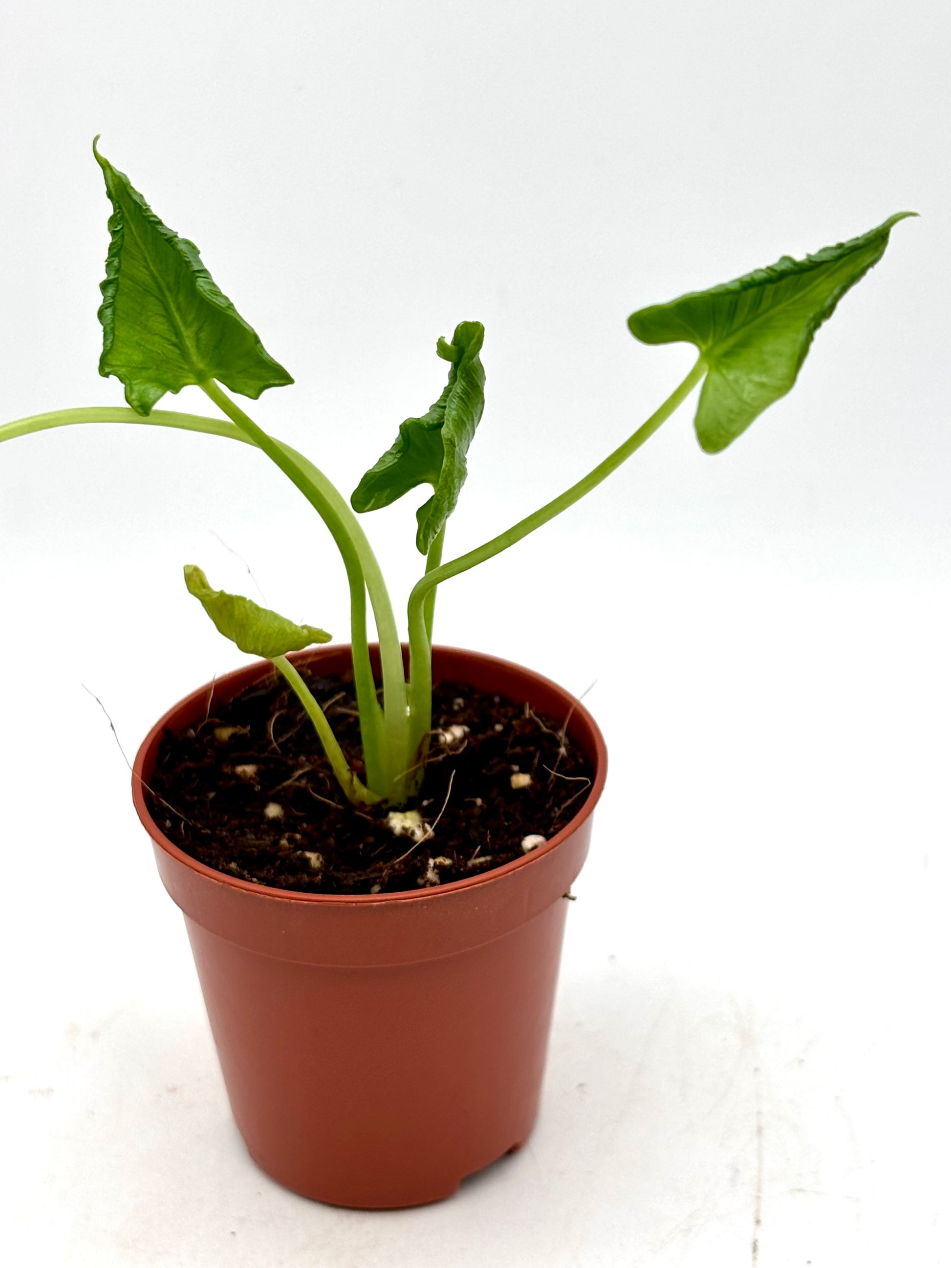Alocasia Cucullata Crinkles