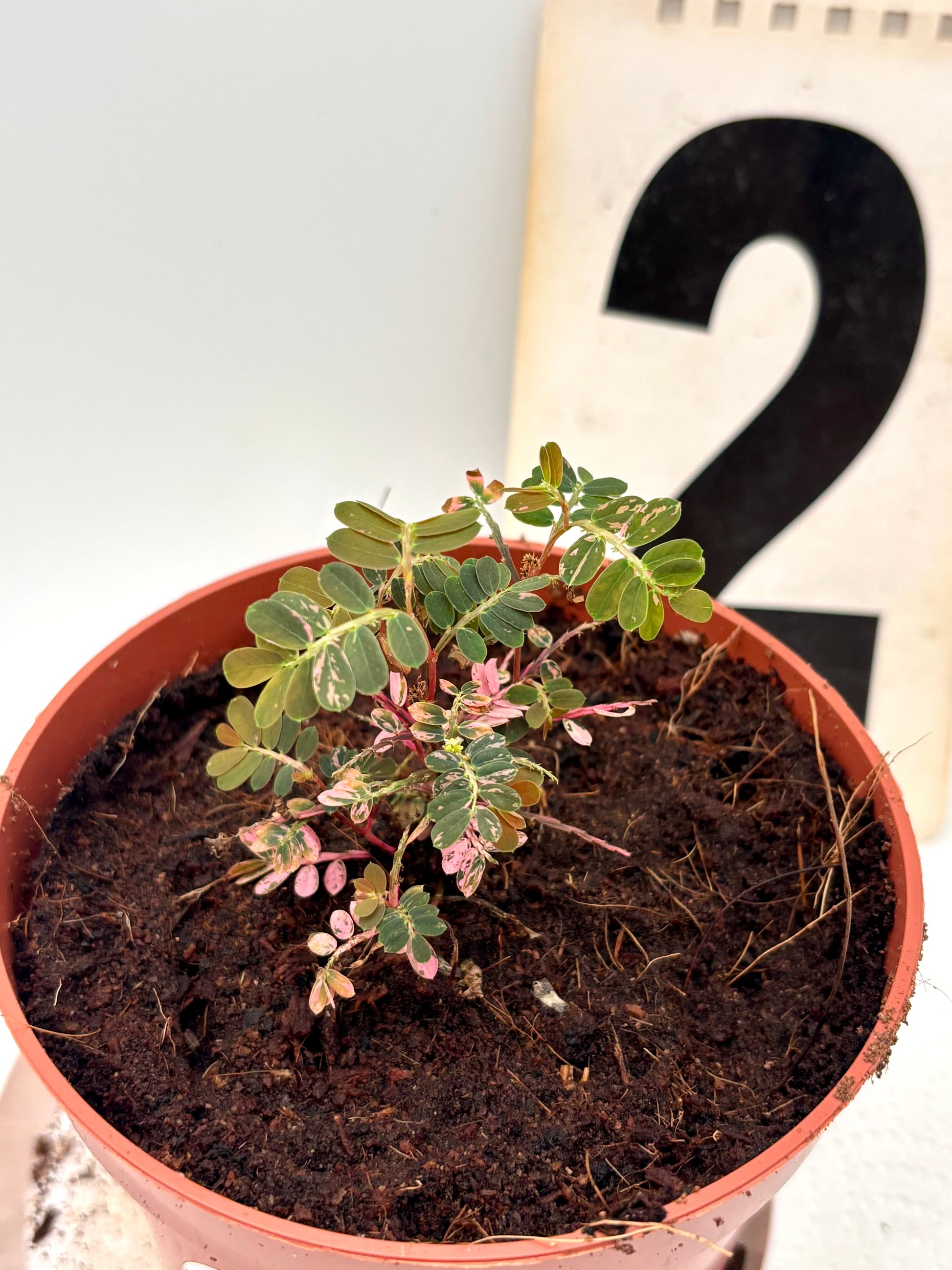 Exotic-Flowers Phyllanthus Urinaria Pink Variegata Pflanze mit pinken variegierten Blättern, Zimmerpflanze, Nahaufnahme