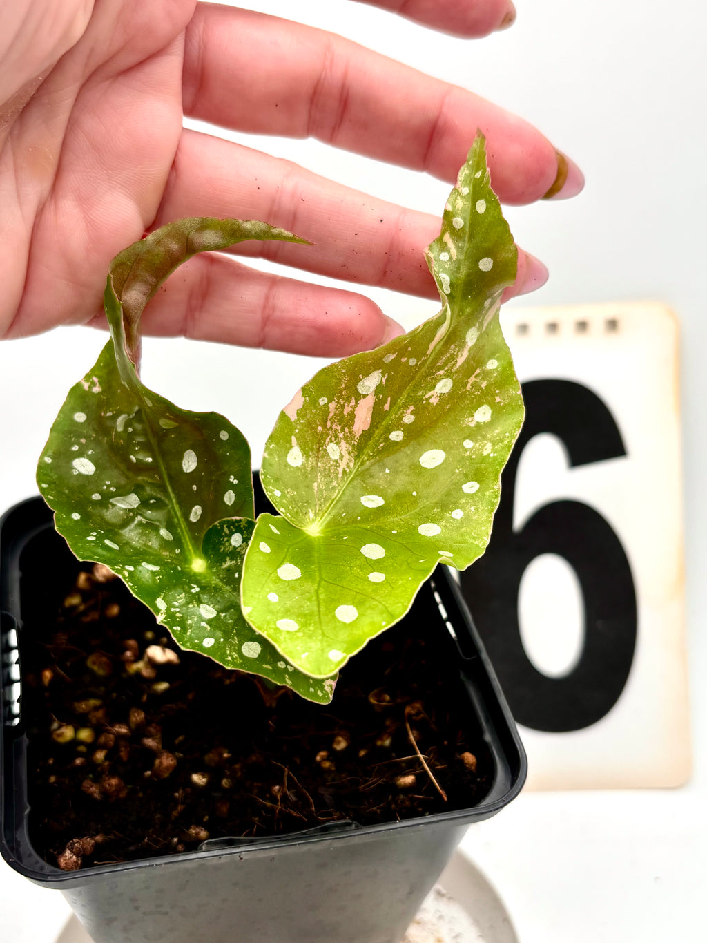 Begonia Maculata Pink Variegata