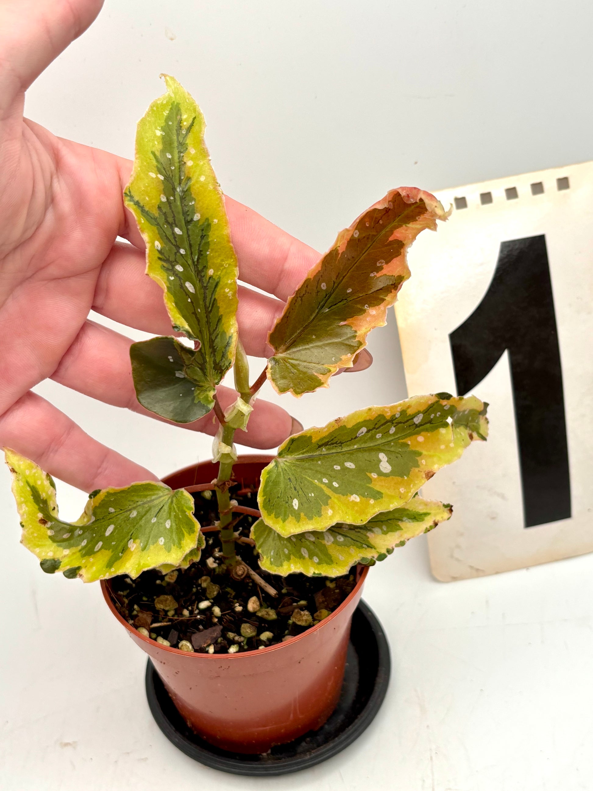 Begonia Dainty Spray Sport Variegata