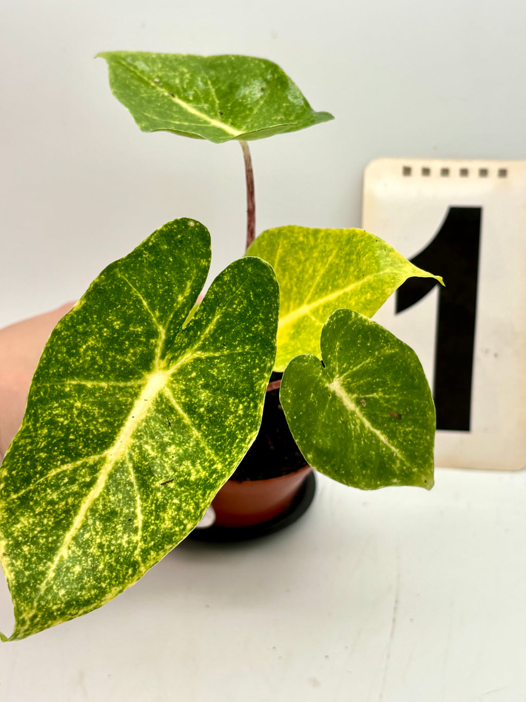 Alocasia New Guinea Gold