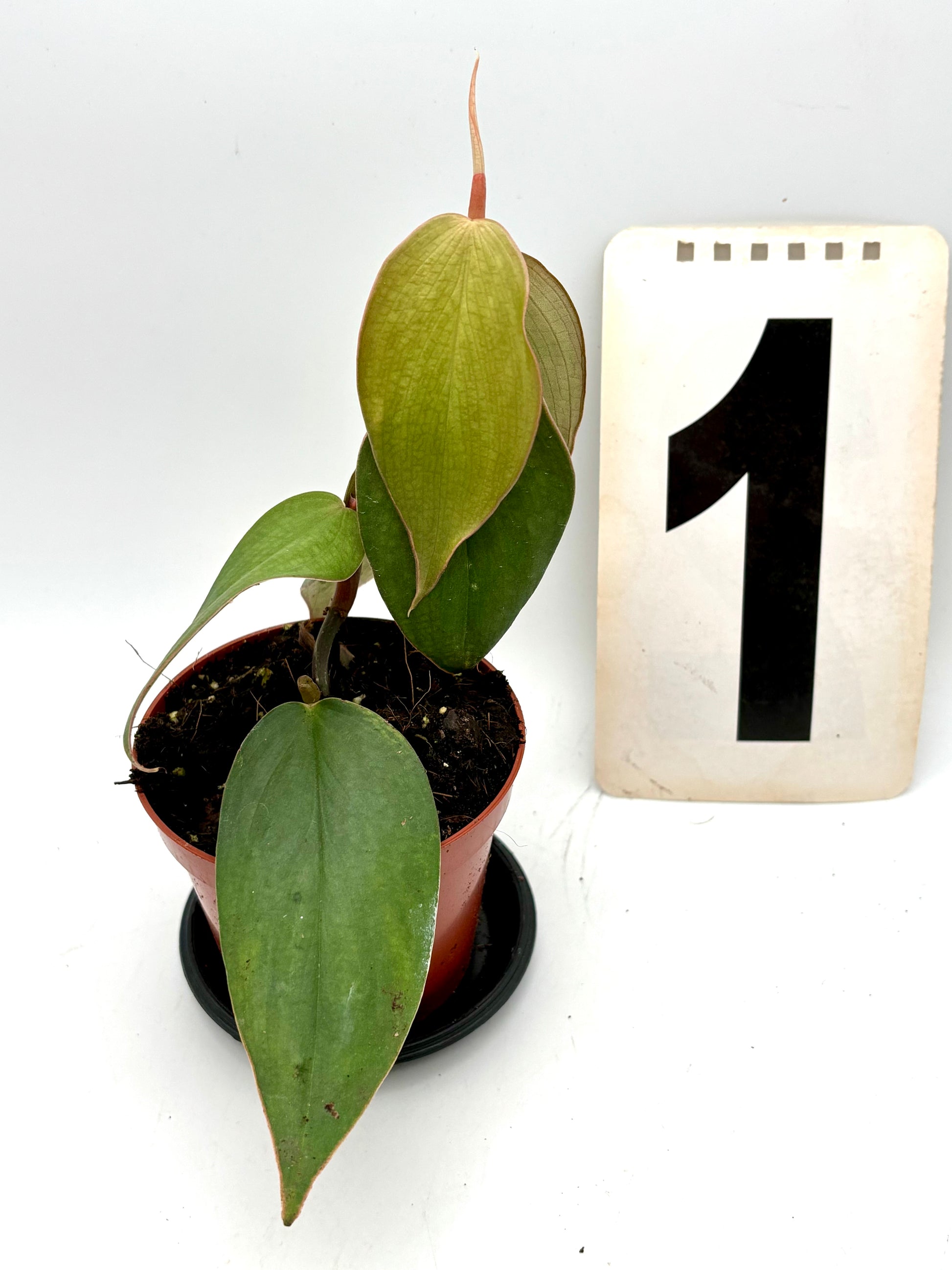 Philodendron Burle Marx Fantasy Pflanze von Exotic-Flowers mit großen, grünen Blättern, detailreiche Blattform und gesunde Pflanze
