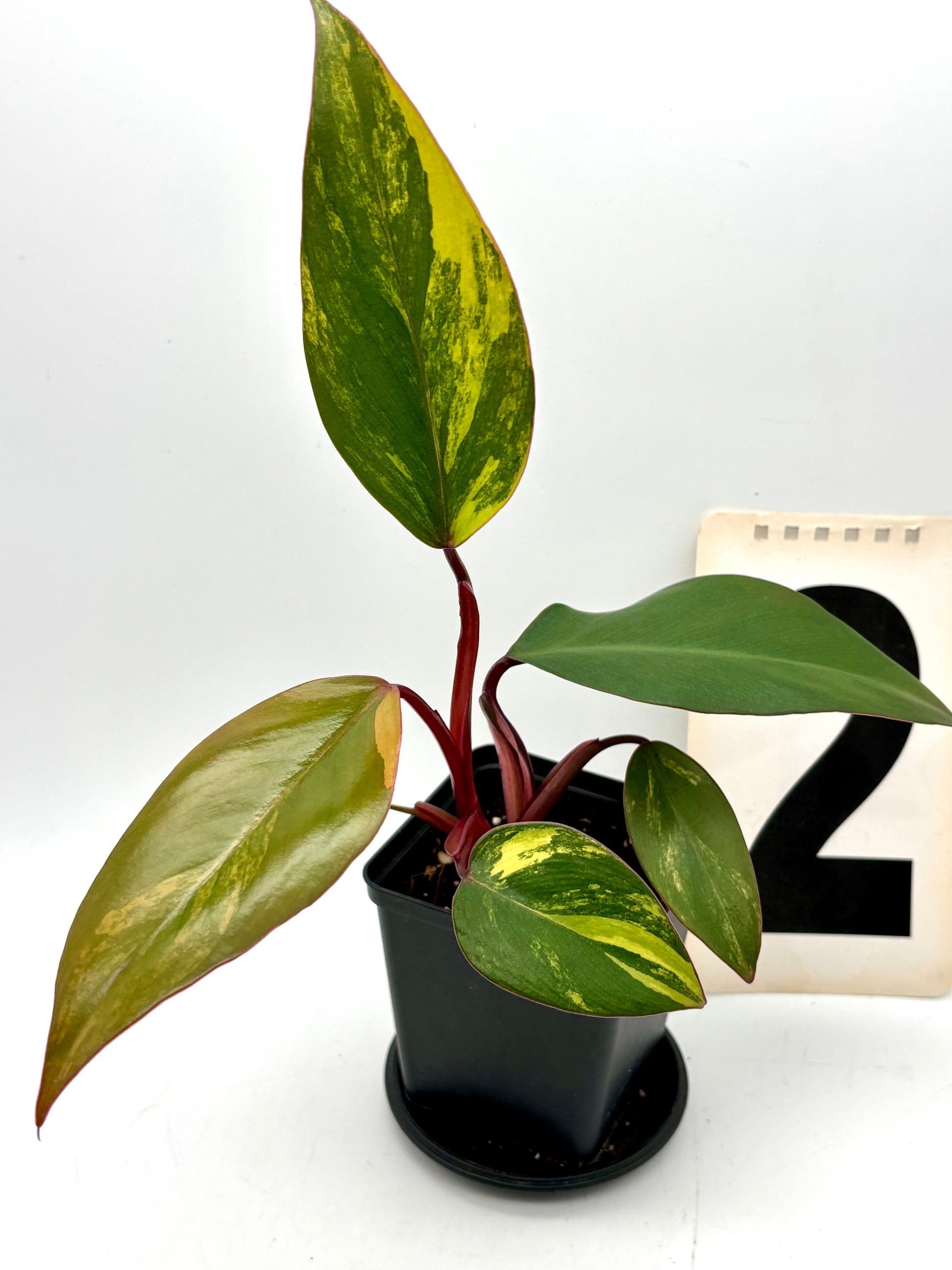 Philodendron Strawberry Shake - Exotic-Flowers