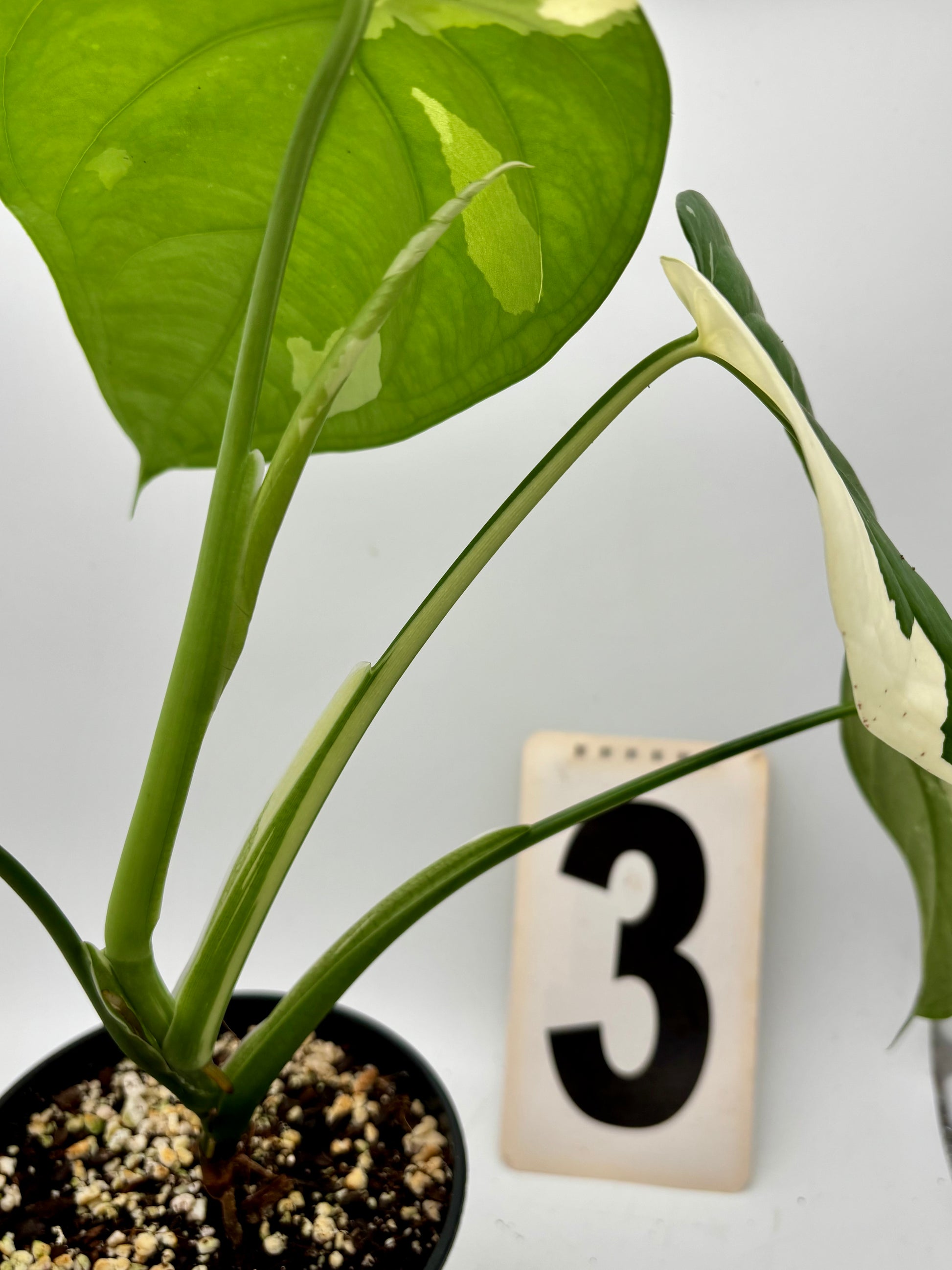 Syngonium Chiapense Variegata Pflanze von Exotic-Flowers mit grünen und weißen variierten Blättern, Nahaufnahme