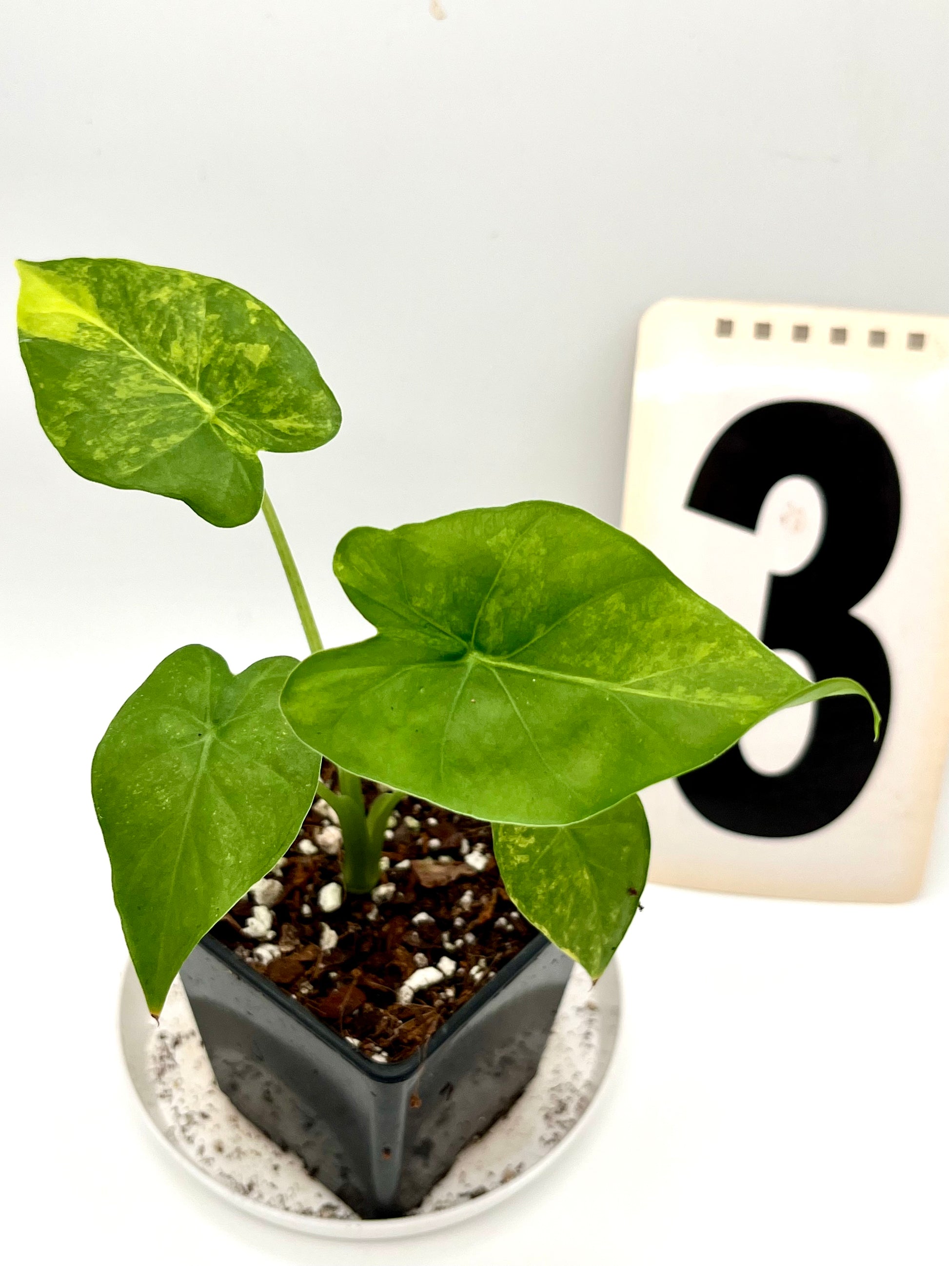 Alocasia Odora Aurea