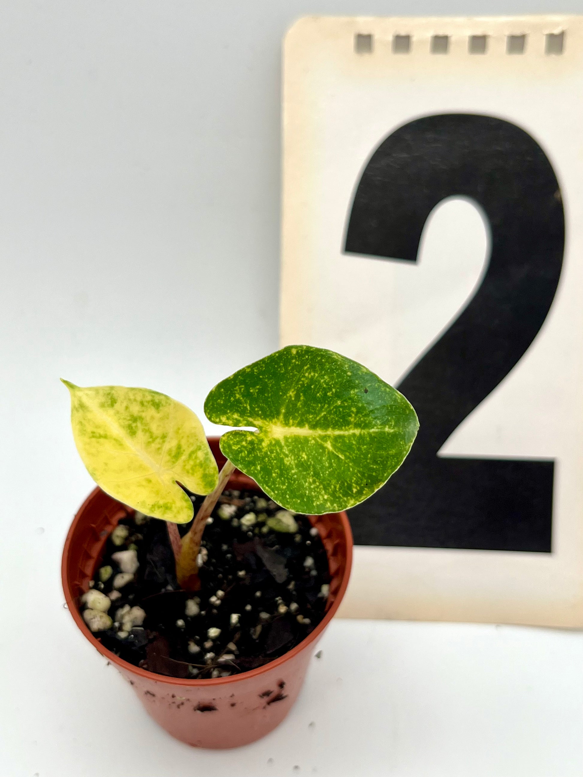 Alocasia New Guinea Gold