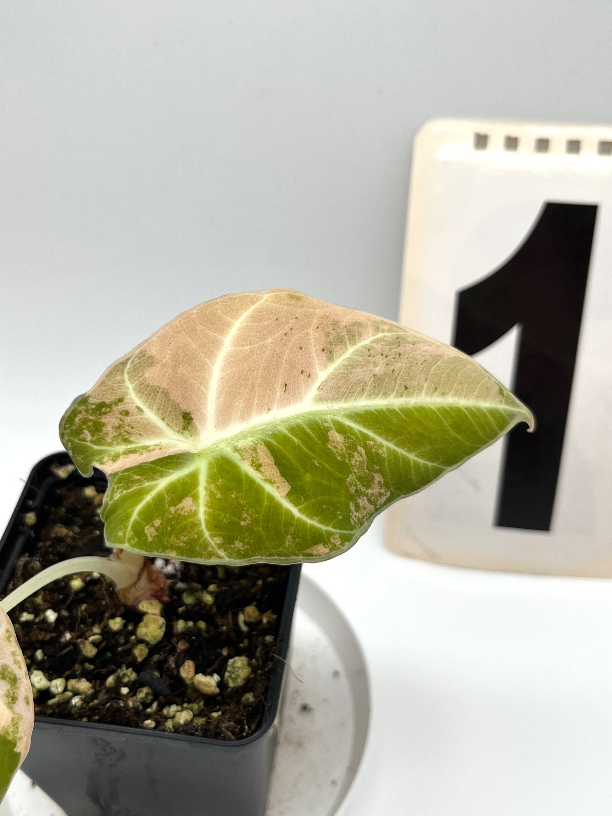 Alocasia Black Velvet Aurea Variegata