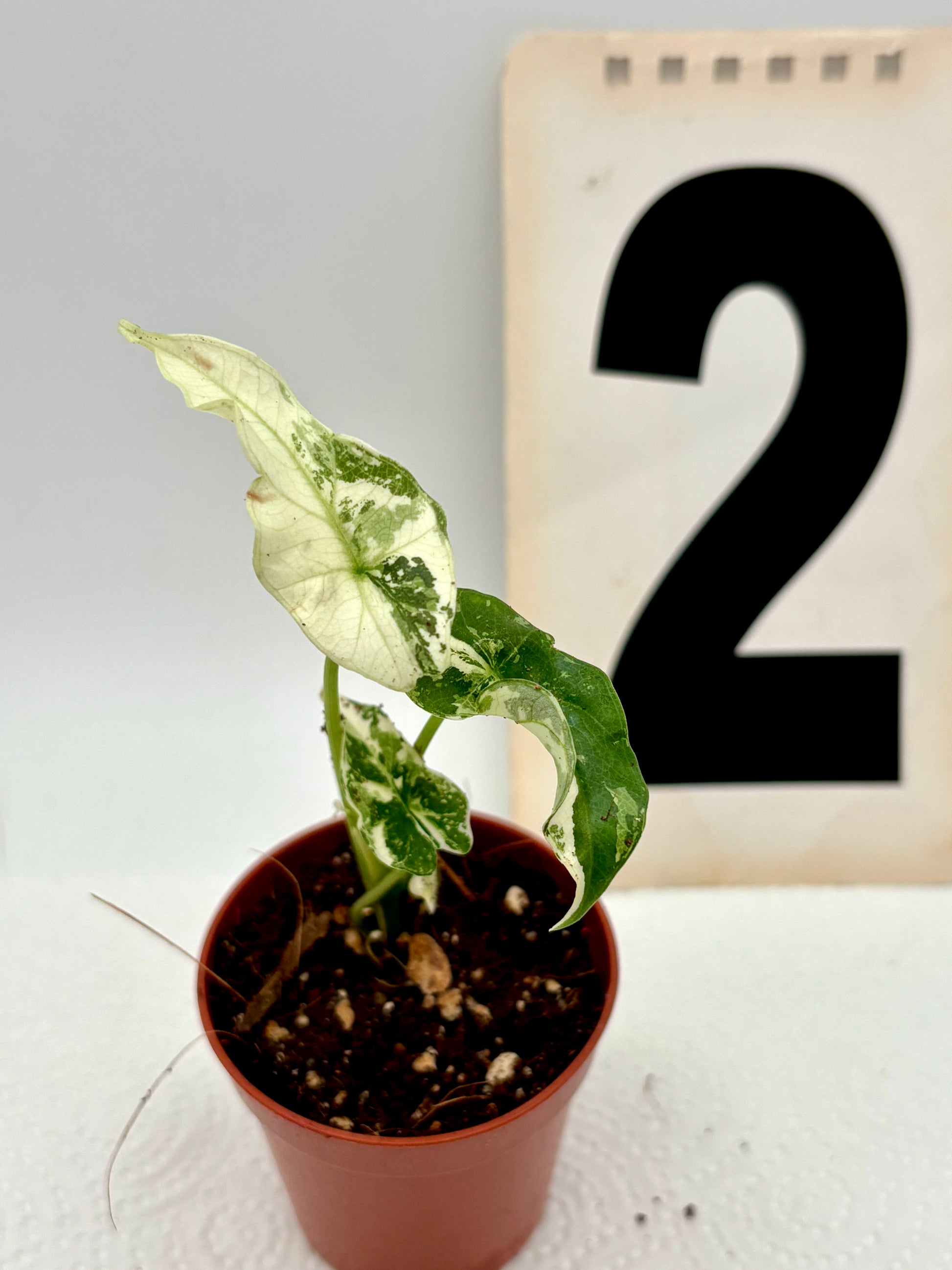 Alocasia Simpo Albo Variegata - Exotic-Flowers