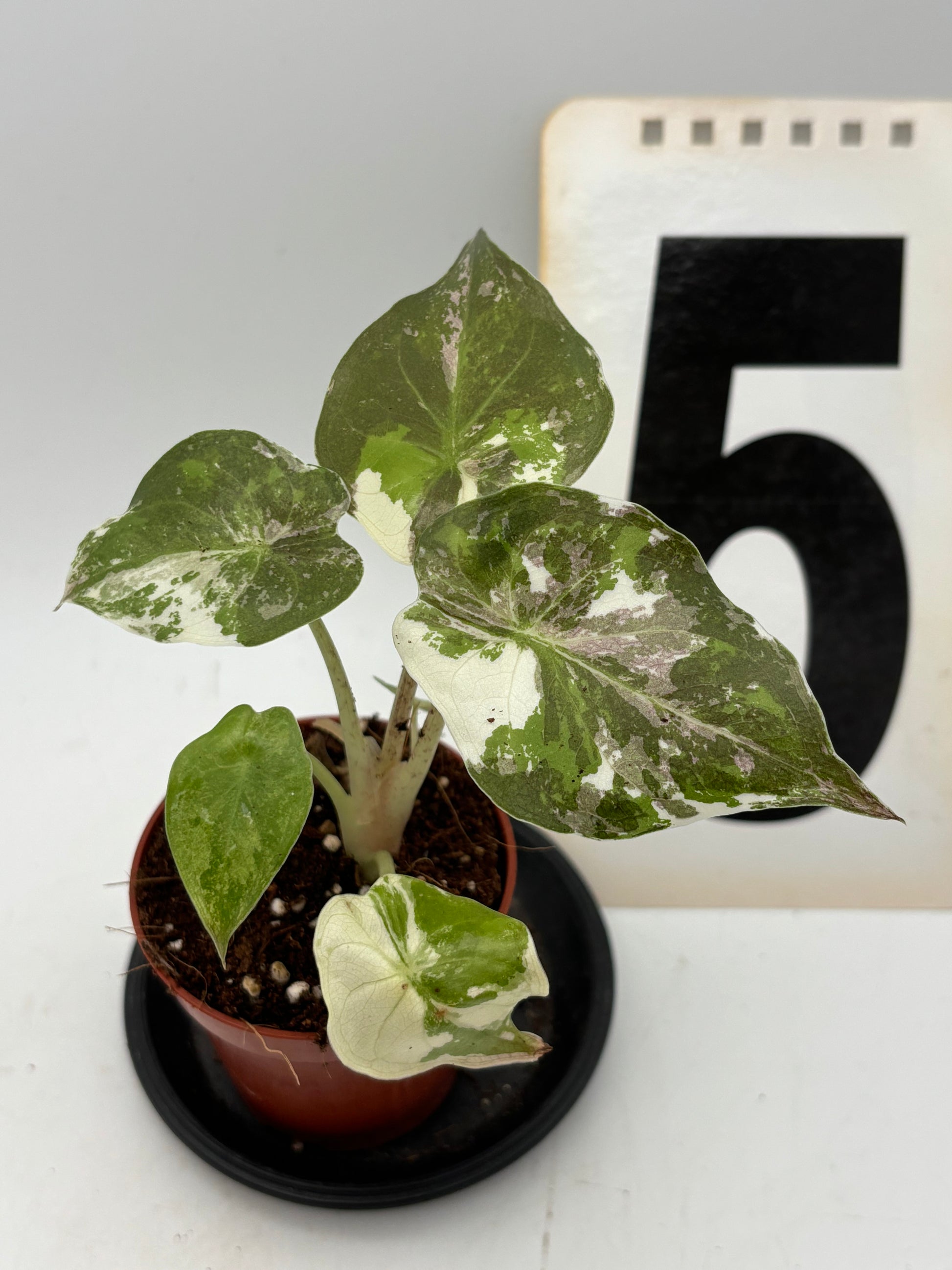 Alocasia Wentii Albo mit pinken Variegationen, exotische Zimmerpflanze von Exotic-Flowers, grüne Blätter mit weißen und rosa Mustern