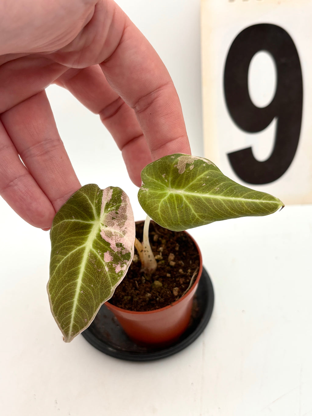 Alocasia Black Velvet Variegata Pflanze mit dunkelgrünen und gestreiften Blättern, von Exotic-Flowers, Nahaufnahme der Blätter