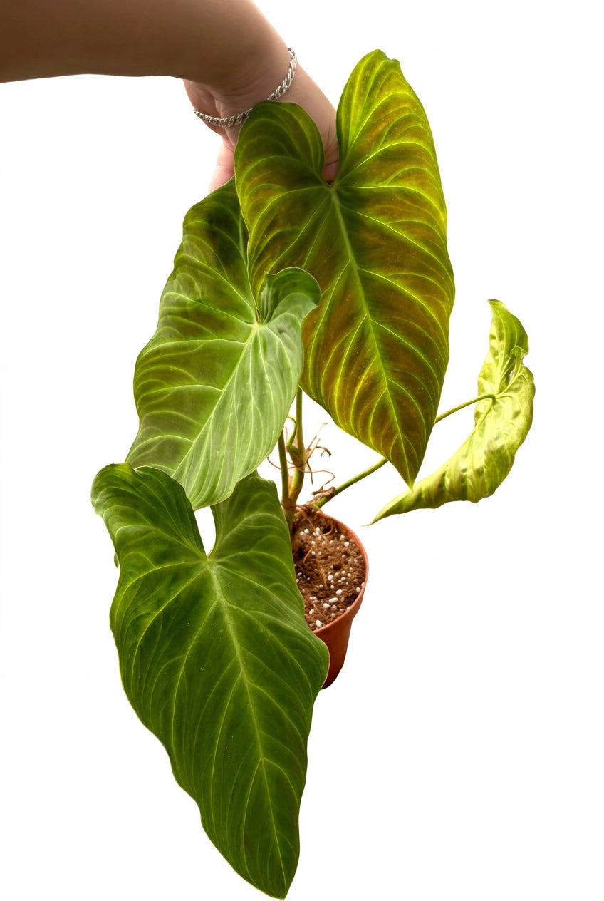 Grüner Philodendron Splendid mit großen, glänzenden Blättern, im Topf auf einem Tisch, von Exotic-Flowers.